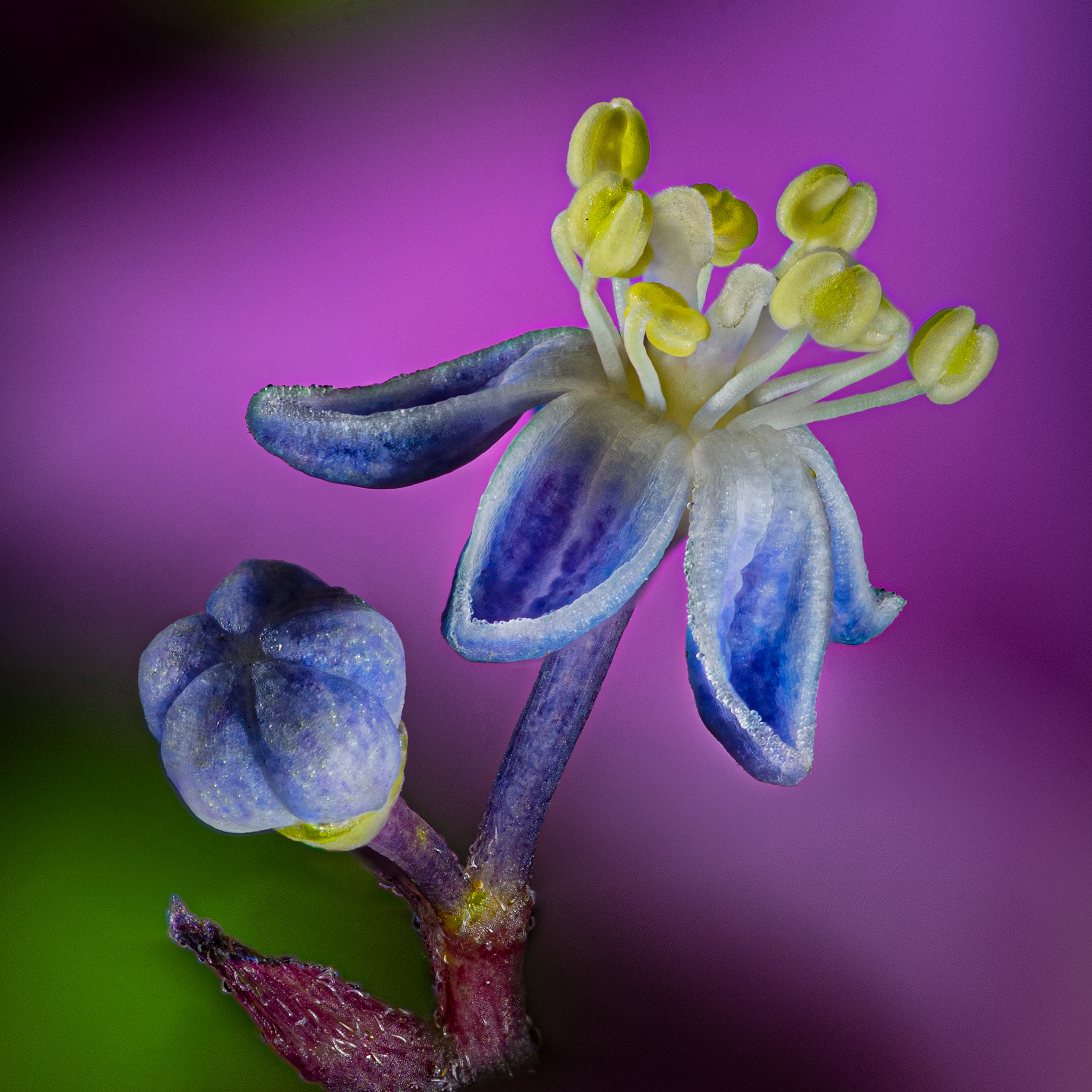 Lacecap Hydrangea Single Bud