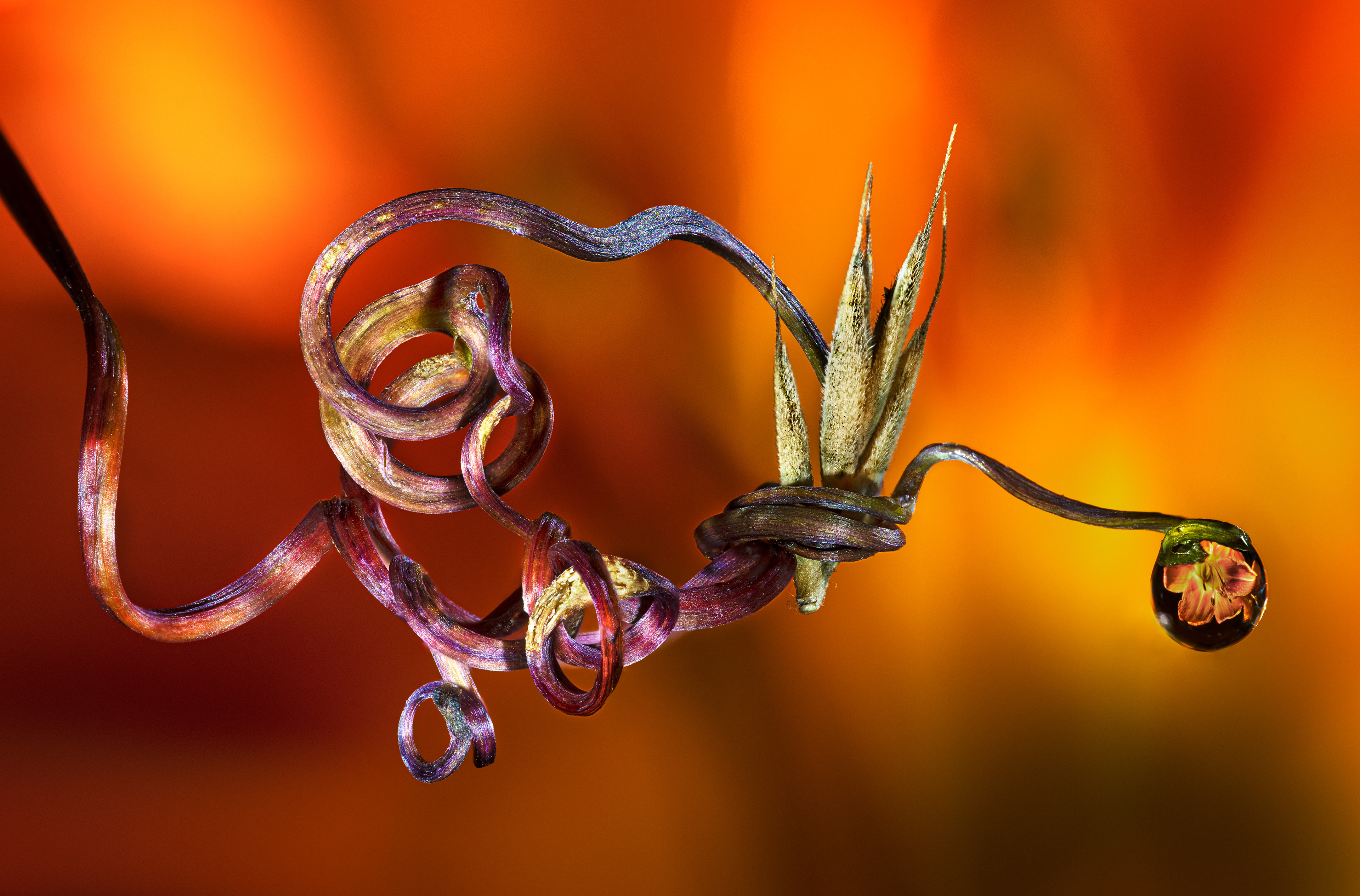 Tendril with Water Drop