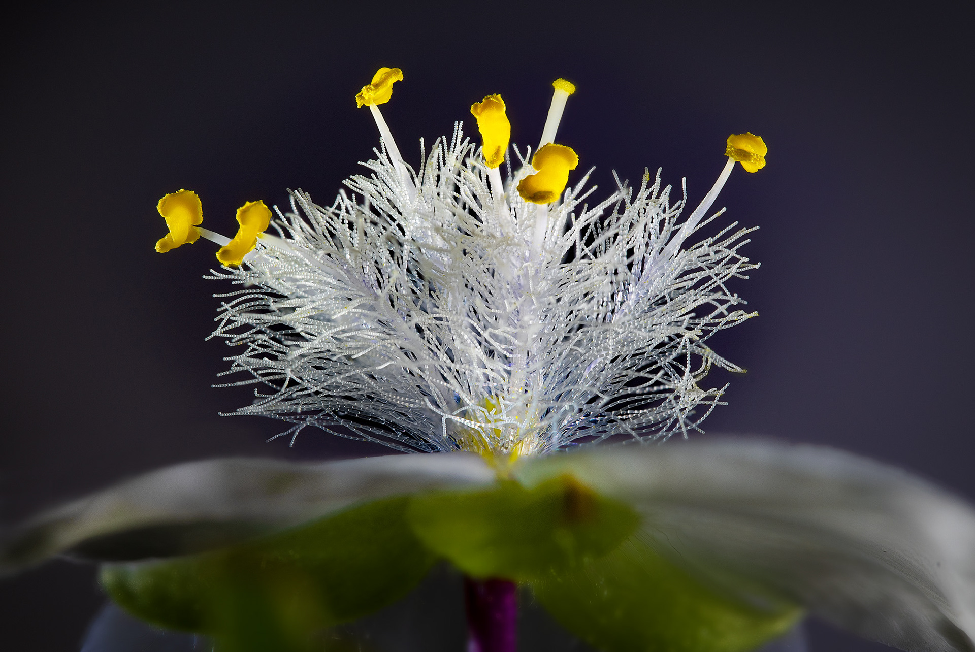 Spiderwort