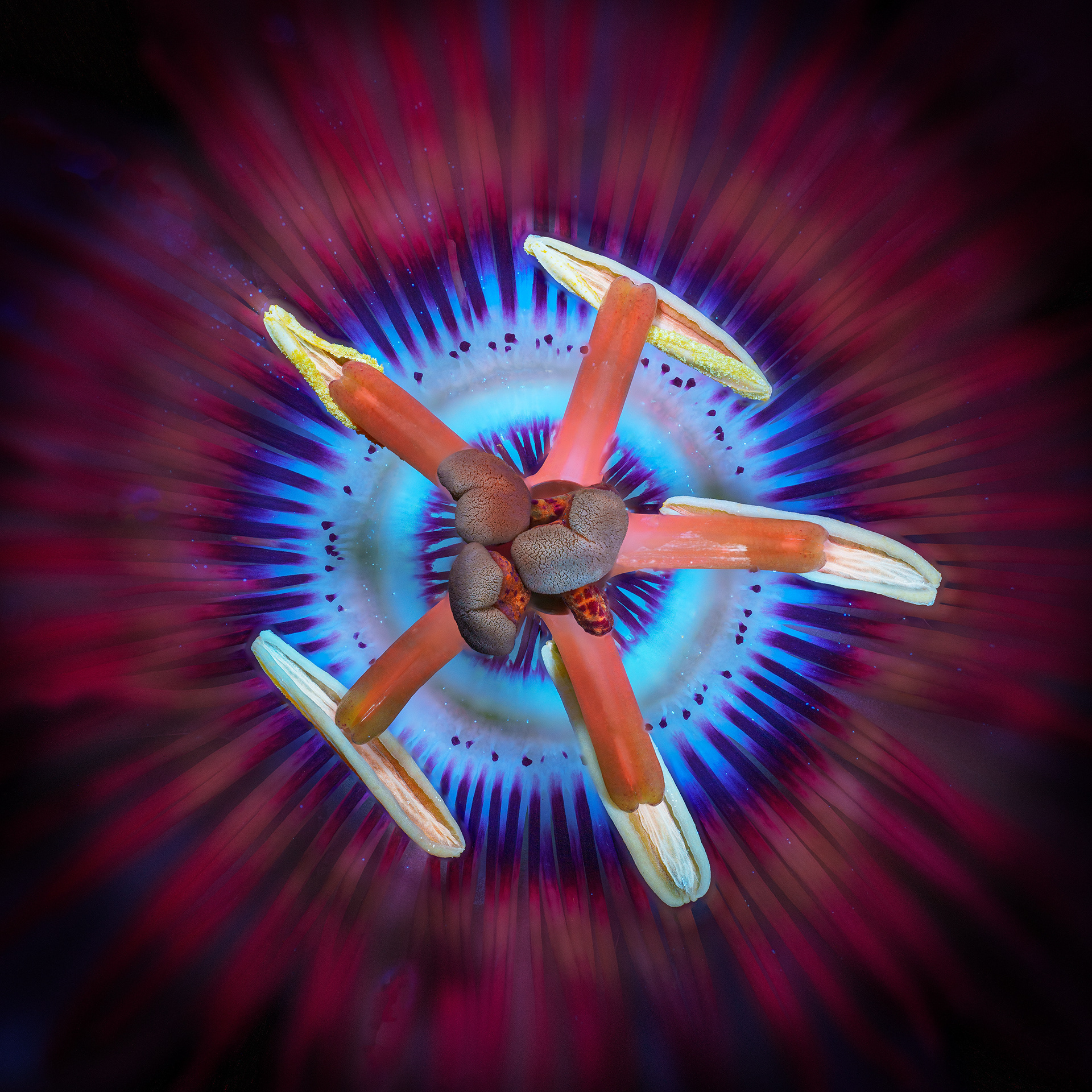 Passion Flower