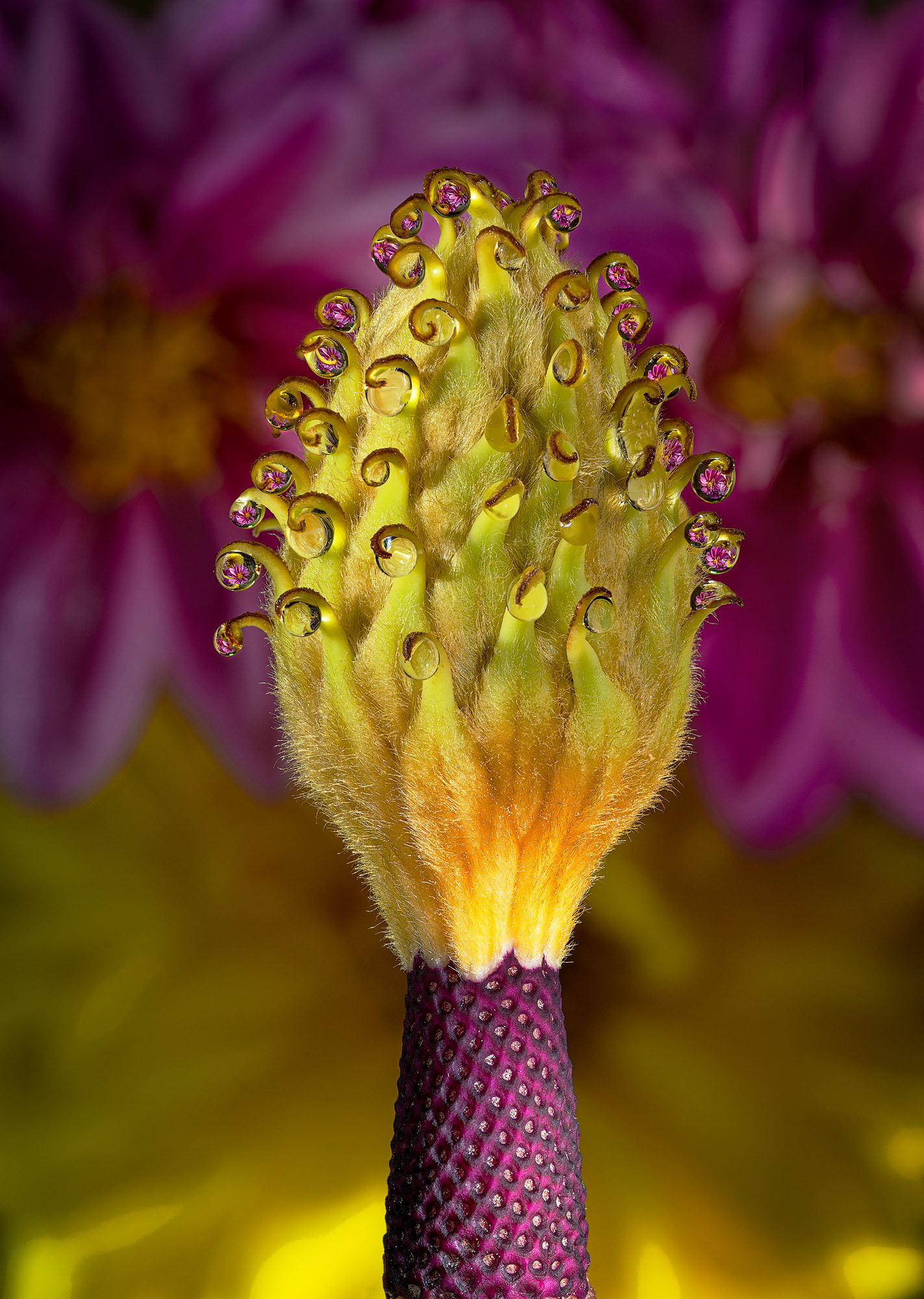 Magnolia Seed Pod