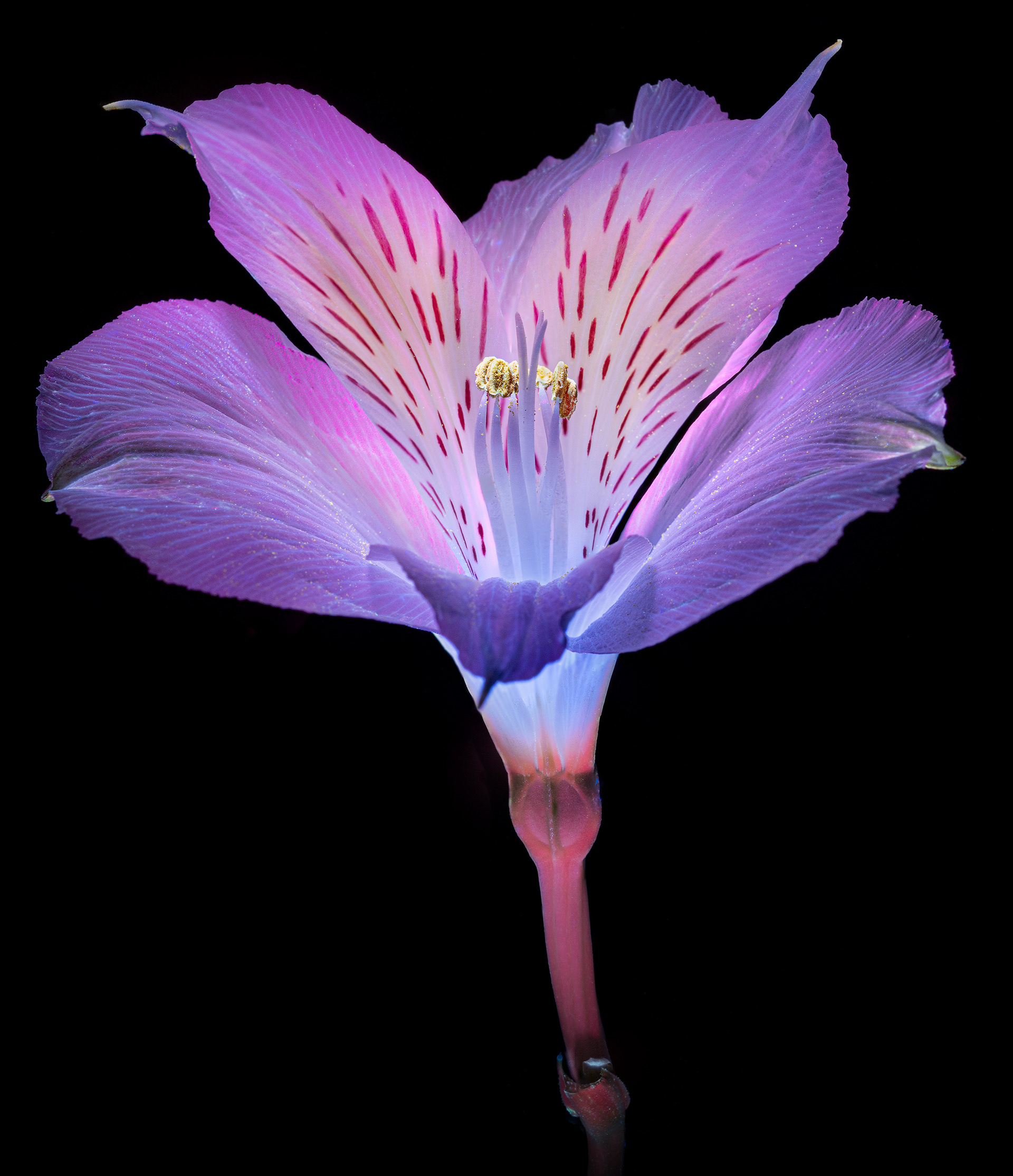 Lilly under Ultraviolet Lighting