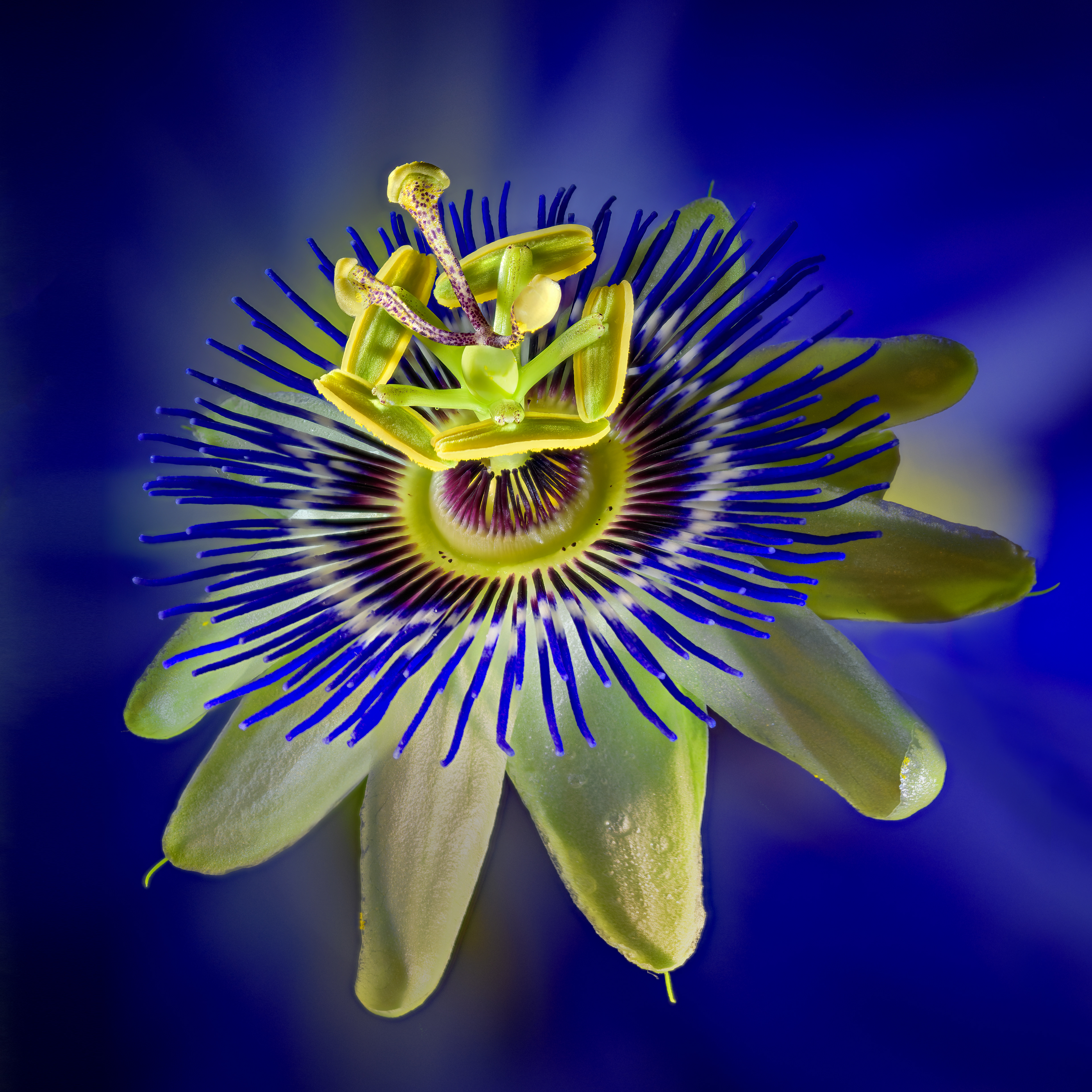 Purple Passion Fruit  Flower