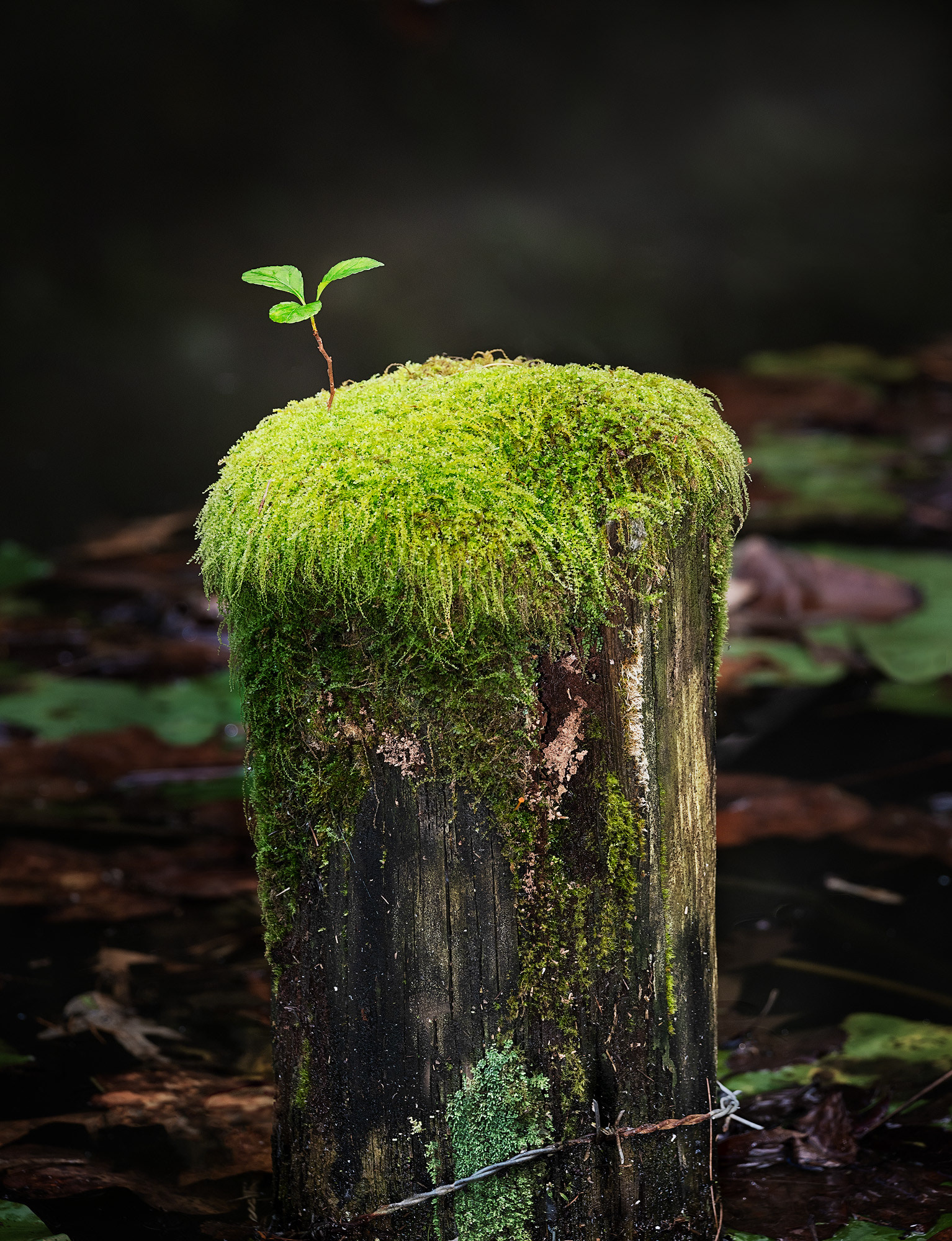Seedling 