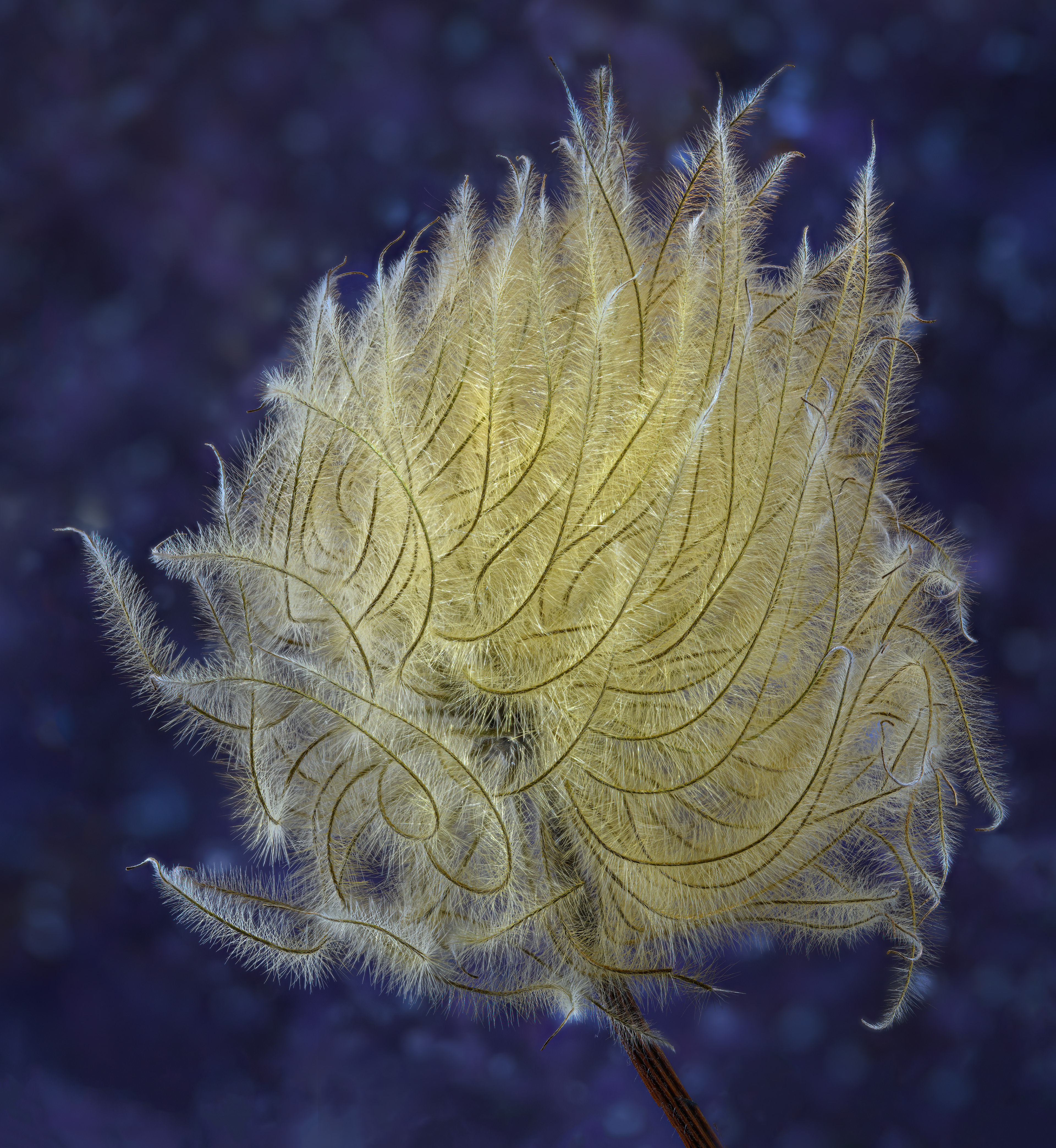Clematis Seed Head