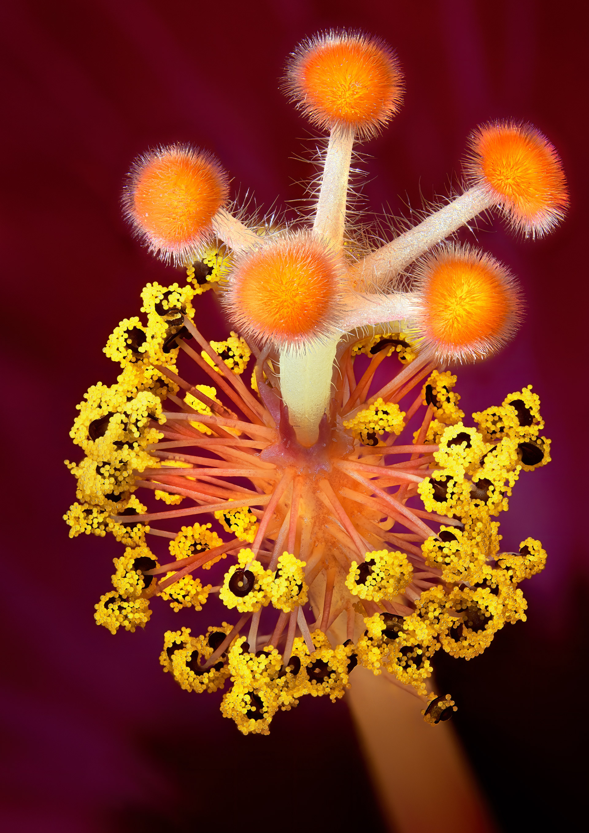 Hibiscus