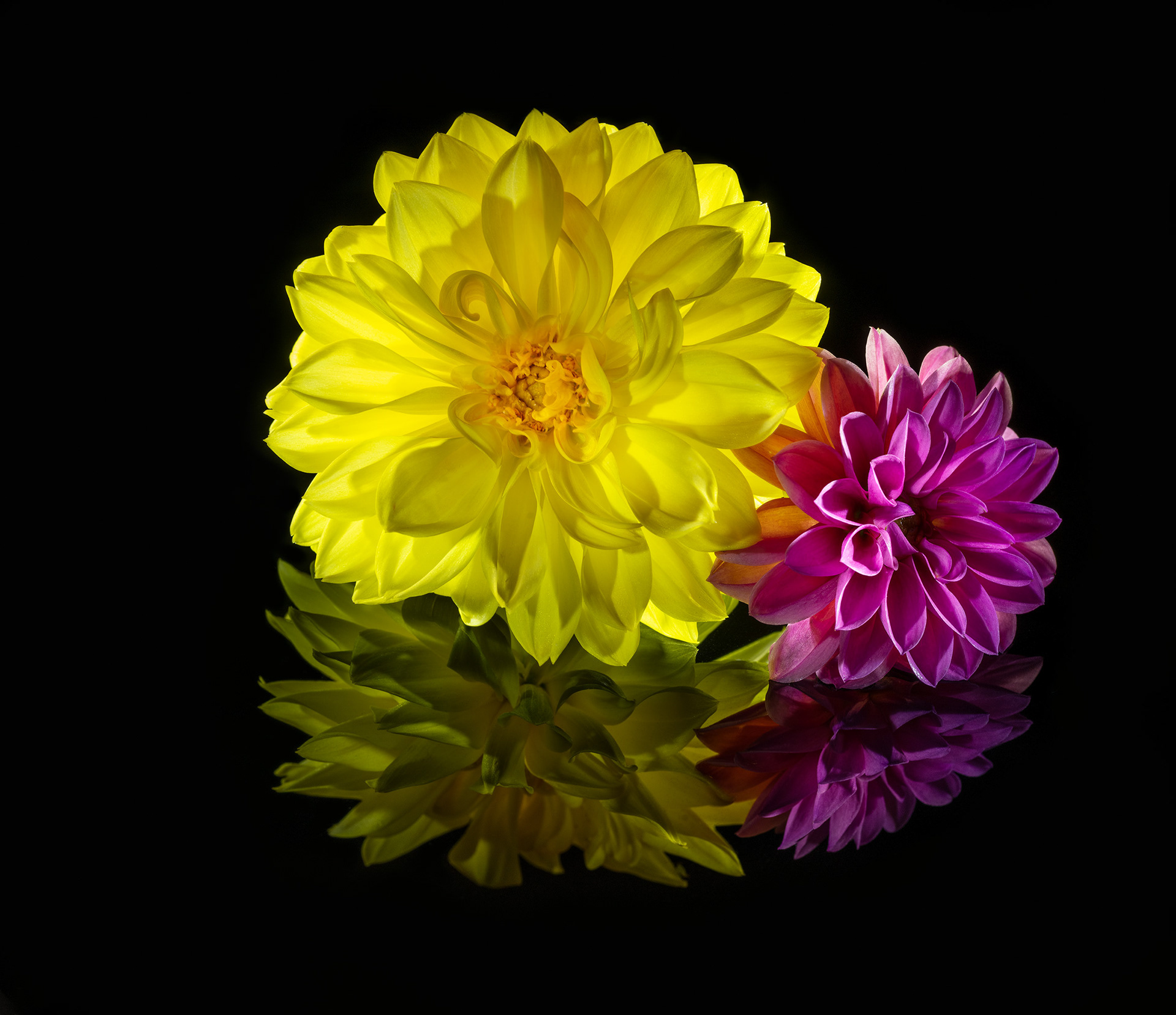 Dahlia