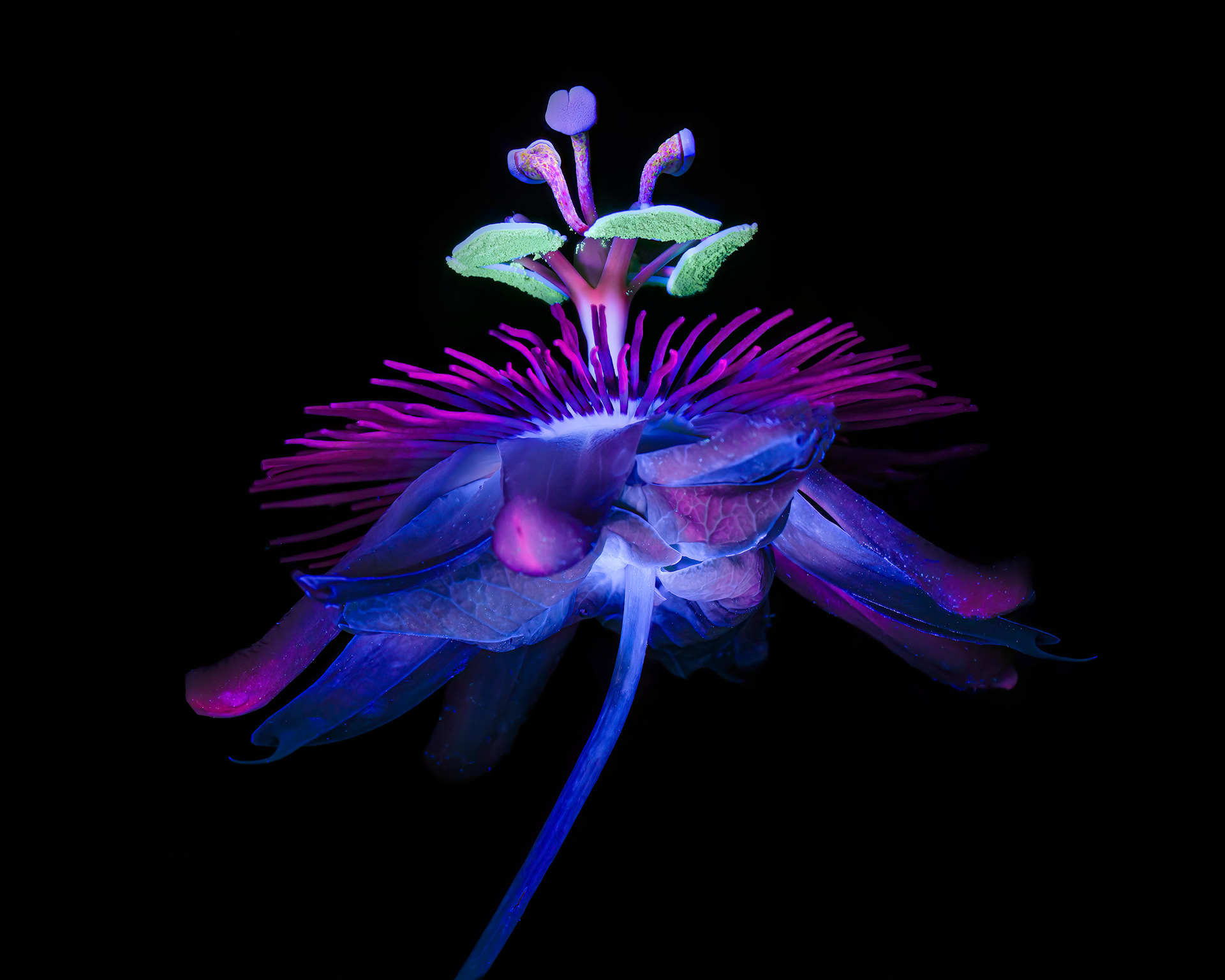Passion Flower