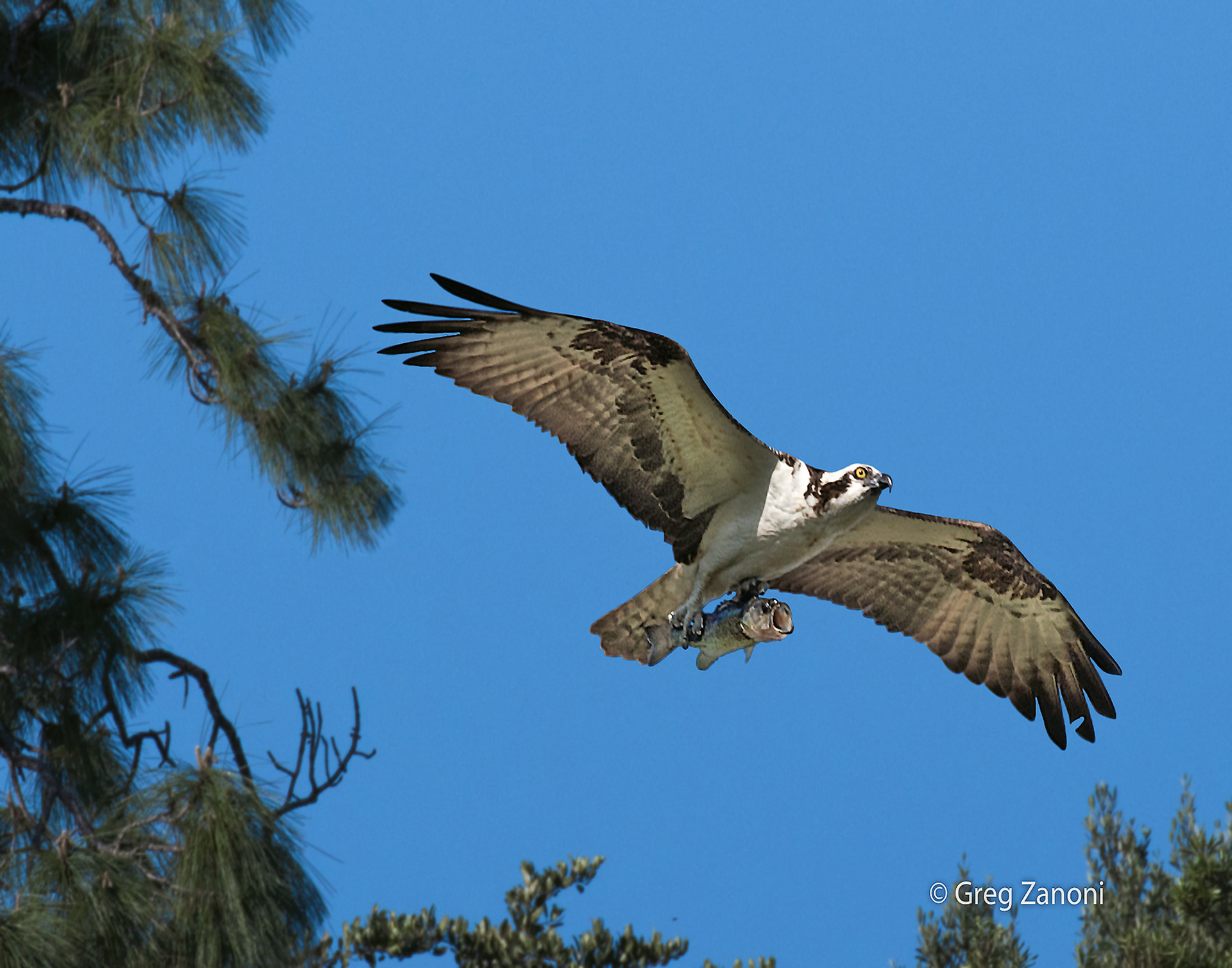 Osprey with Large Mouth Bass - Florida
