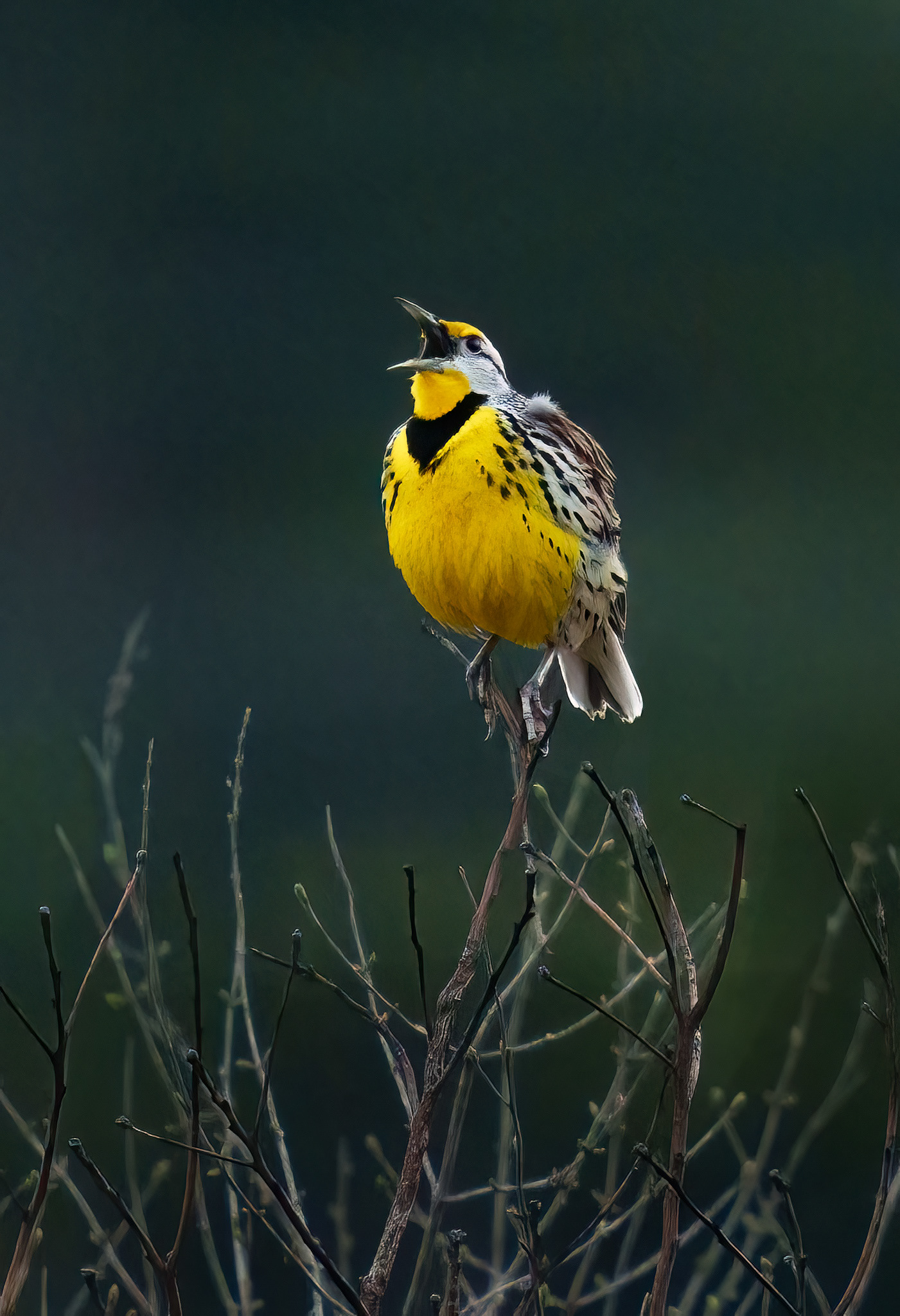 Meadow Lark