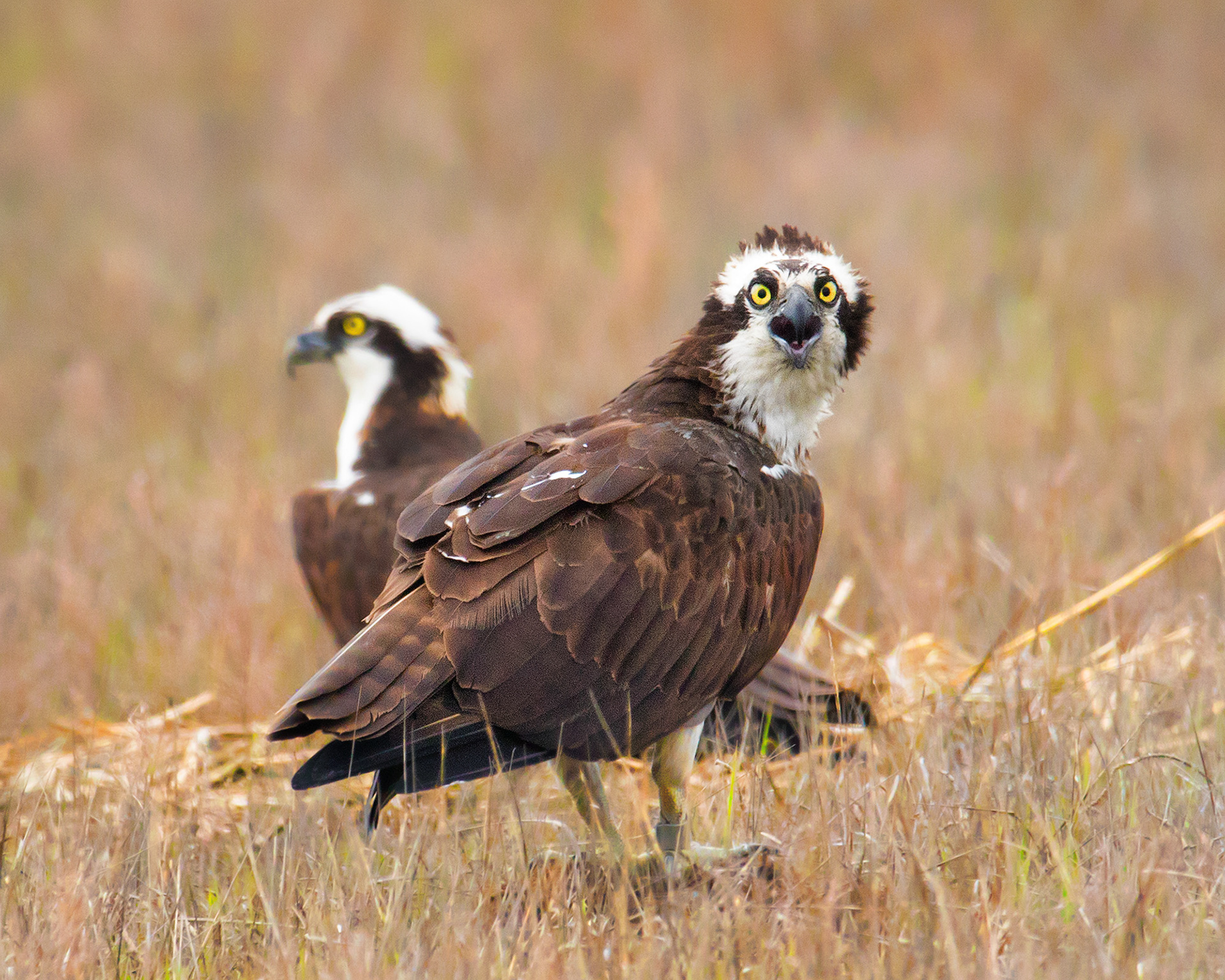 Osprey - Cape May,NJ