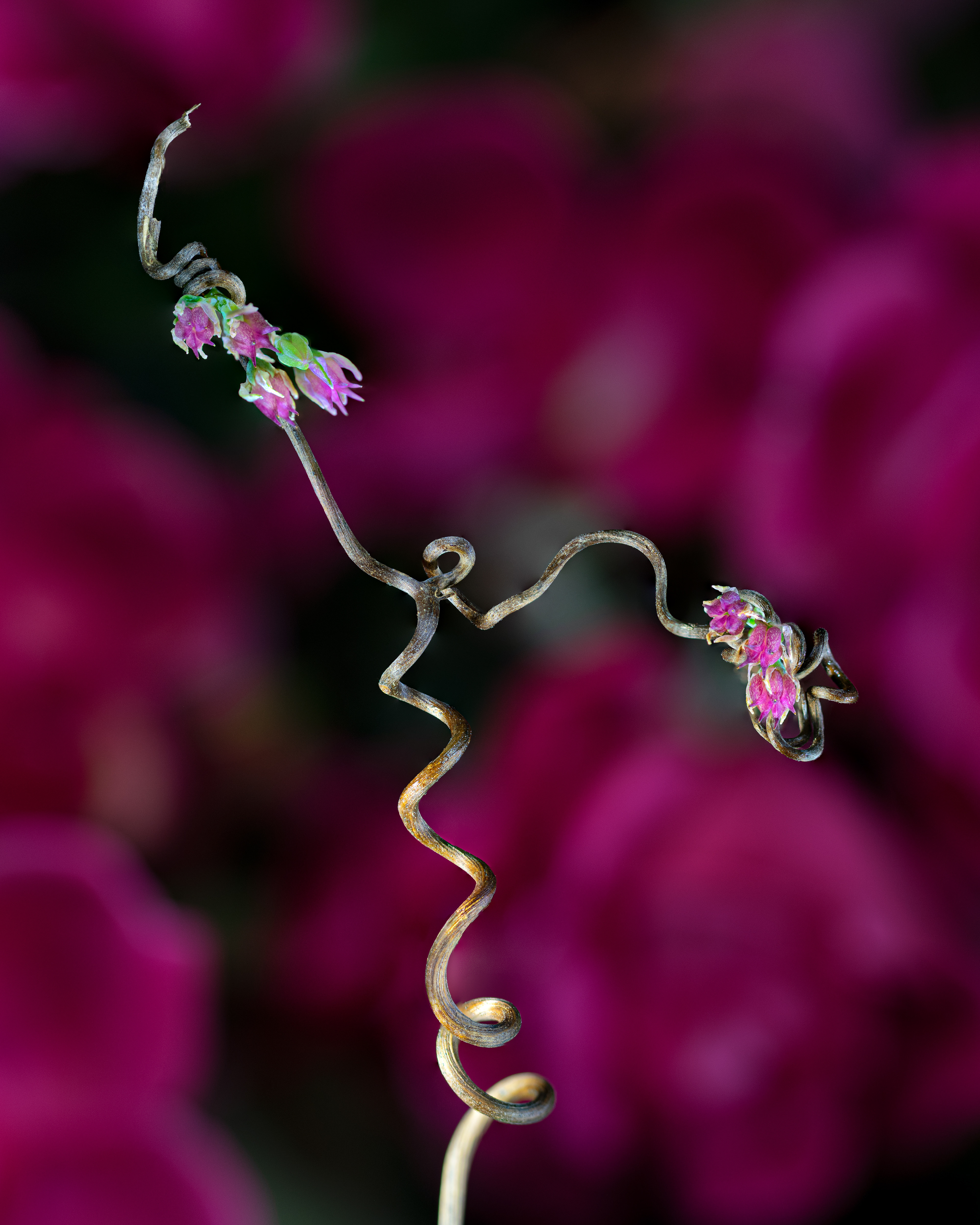Tendril Man