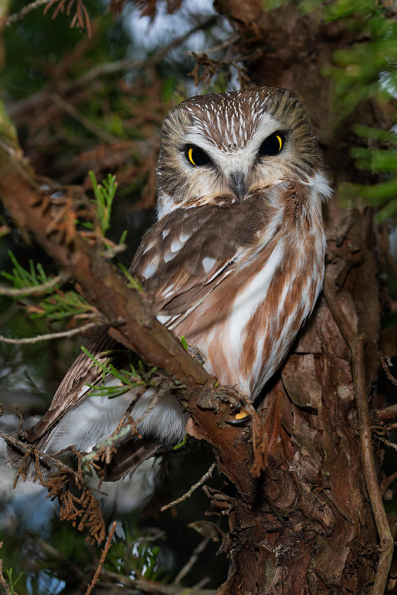 Northern Saw Whet Owl