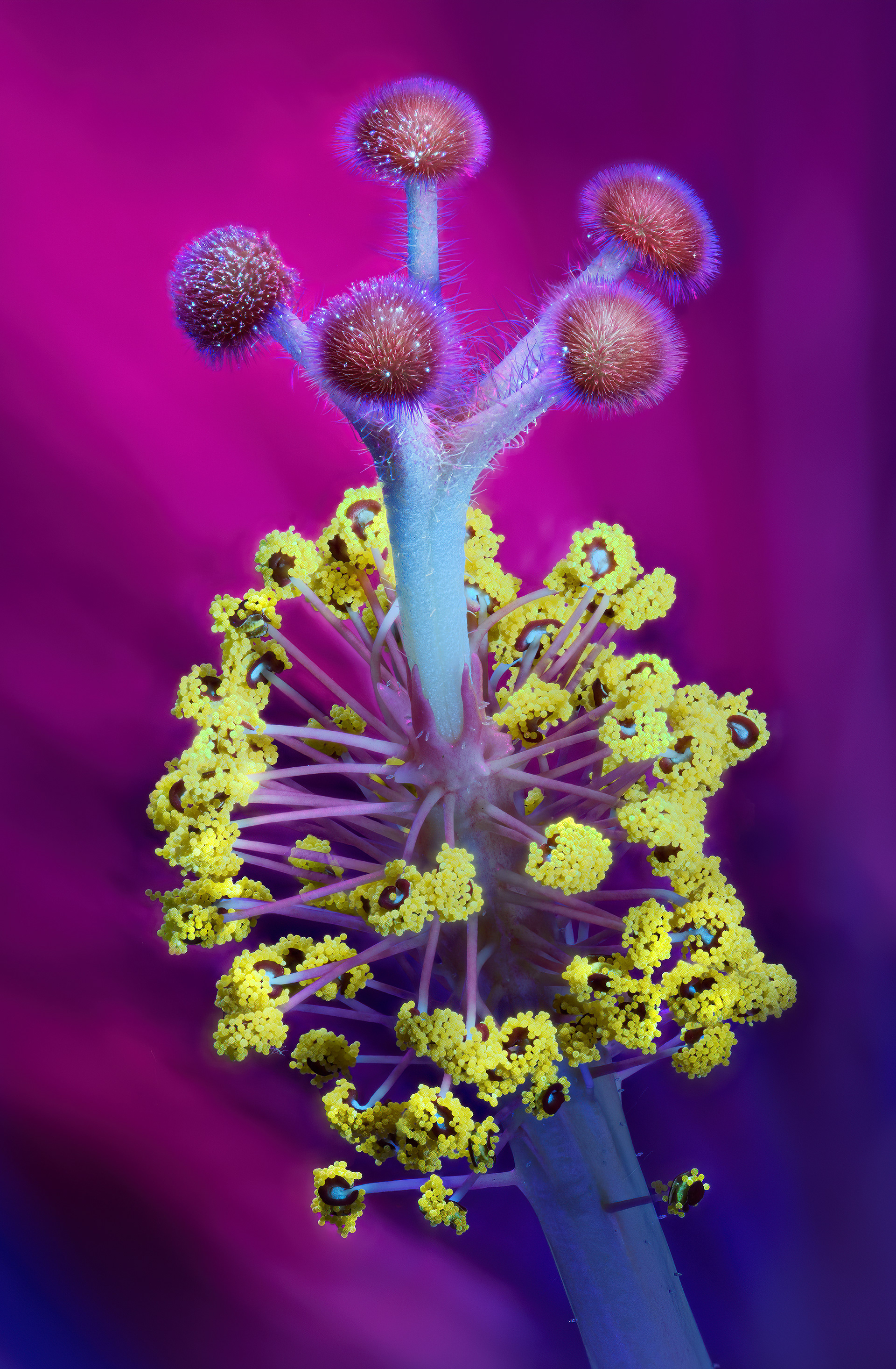 Hibiscus unde UV Light