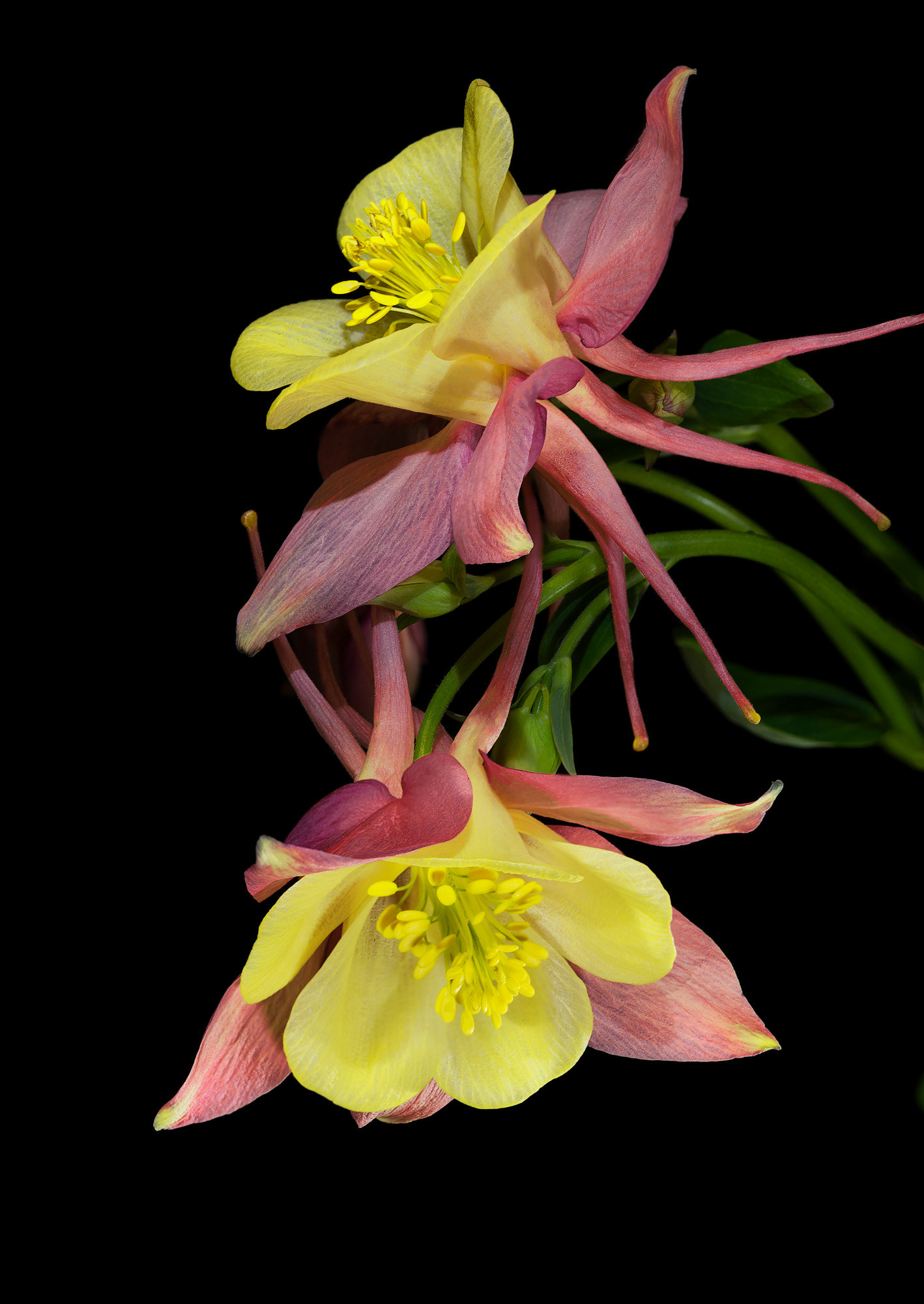 Columbine