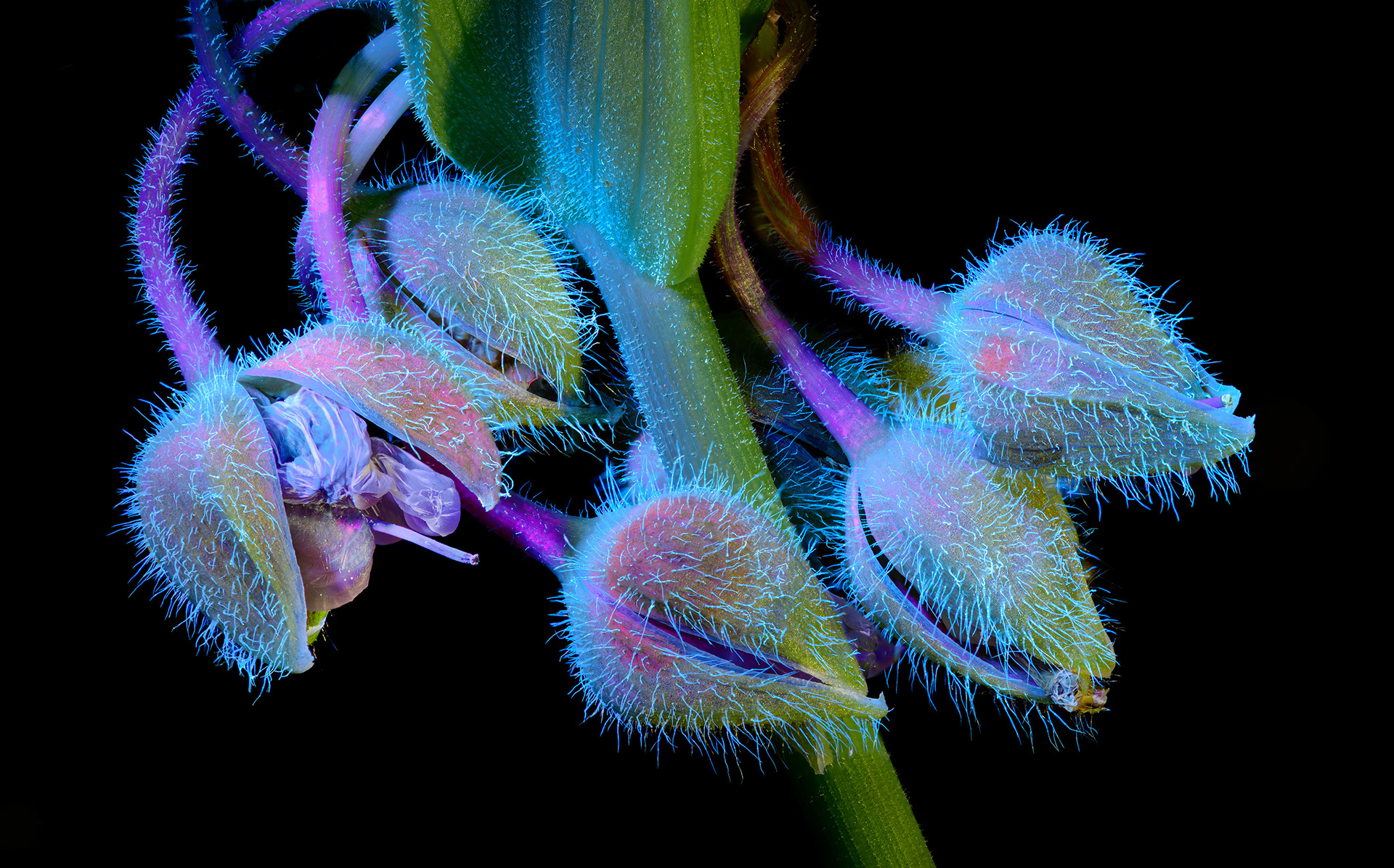Spider Wart  - UV + White light