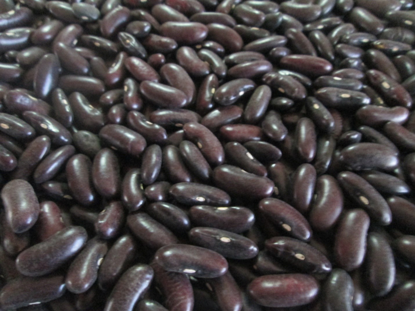 Dark Red Kidney Beans