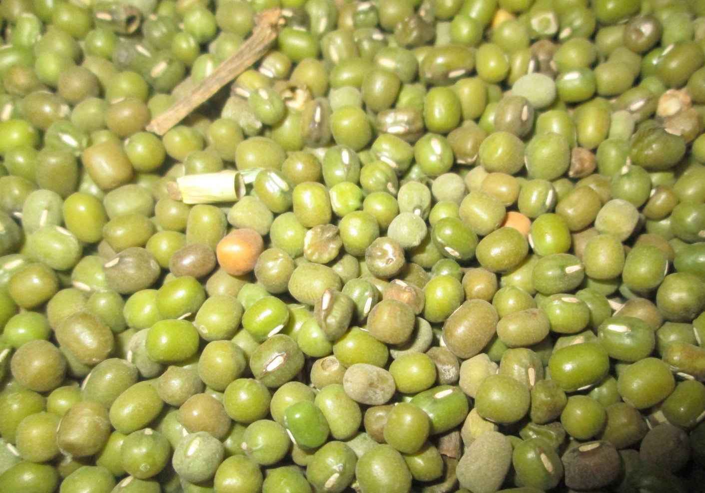 Green Mung Beans