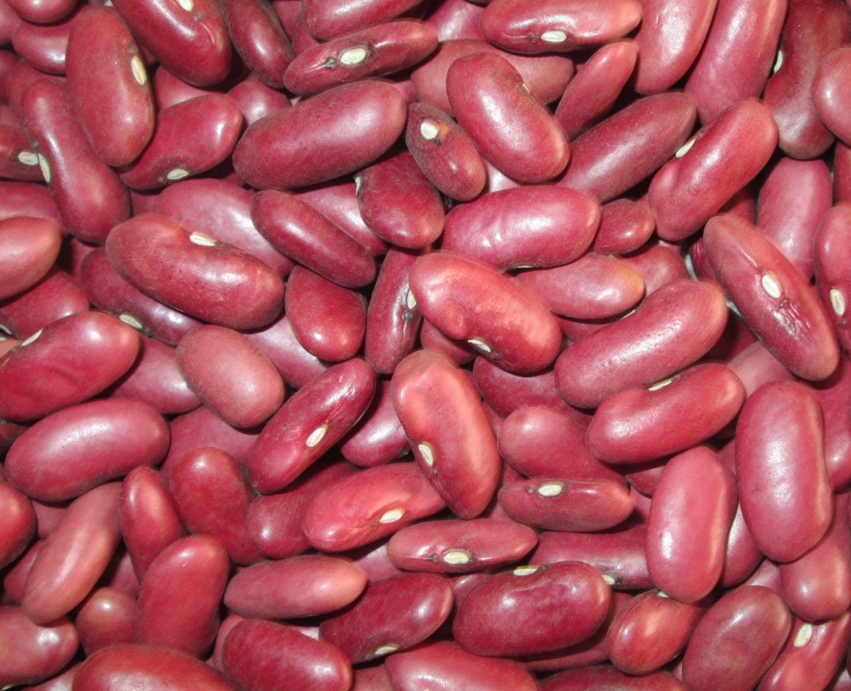 Light Red Kidney Beans