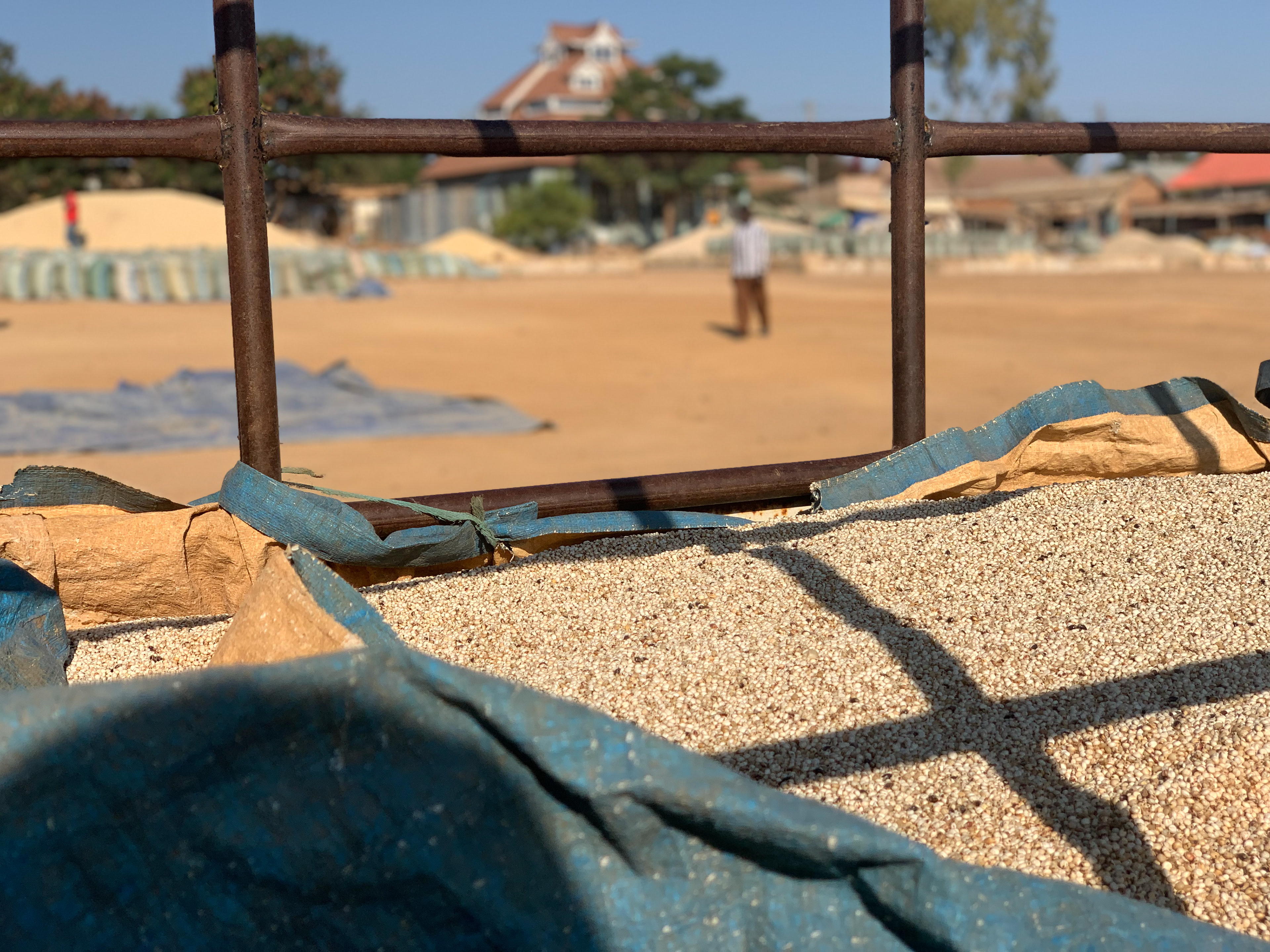 White Sorghum being delivered
