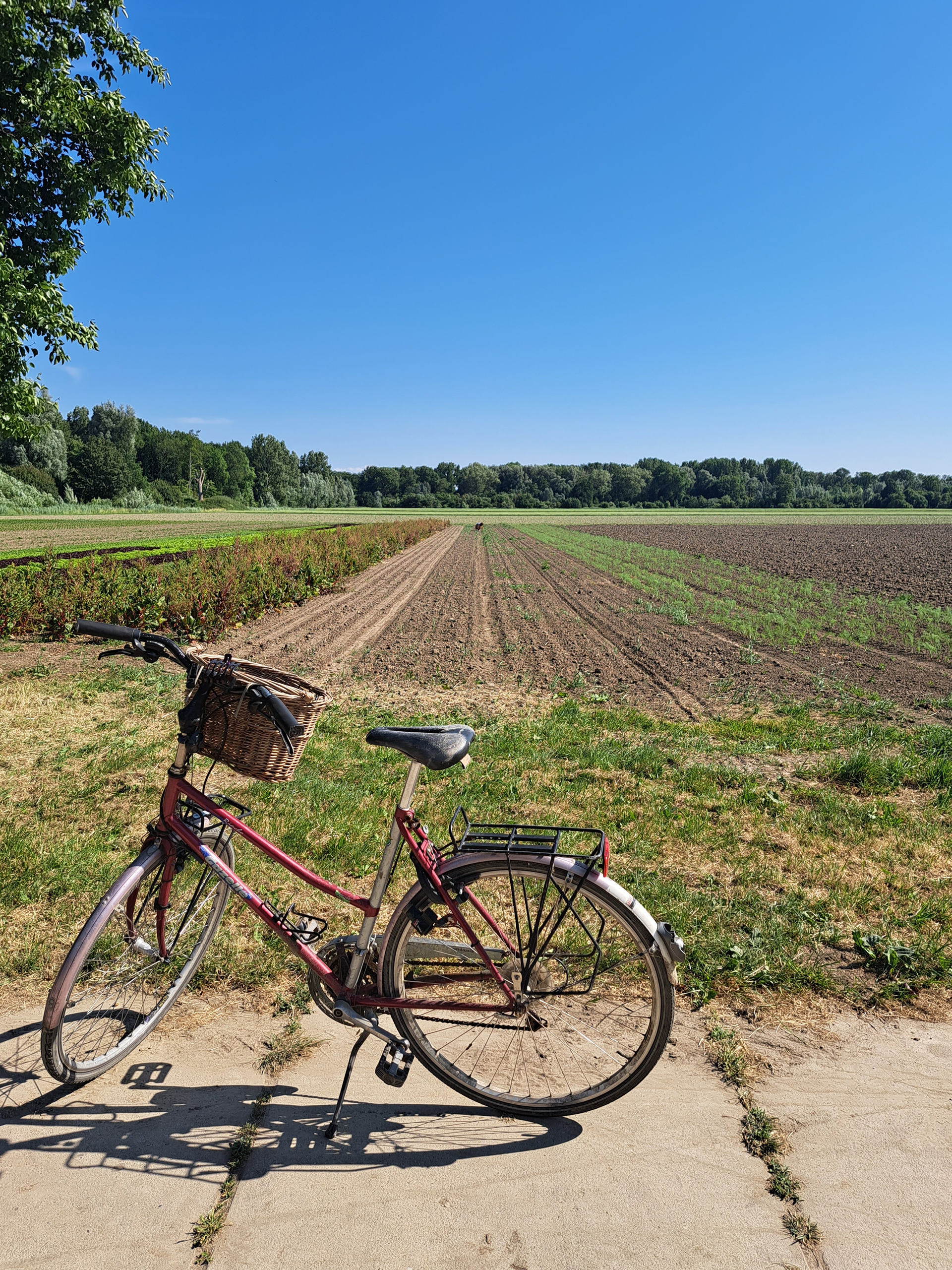 zicht op het Wistentbos met in de verte de Lage Vaart