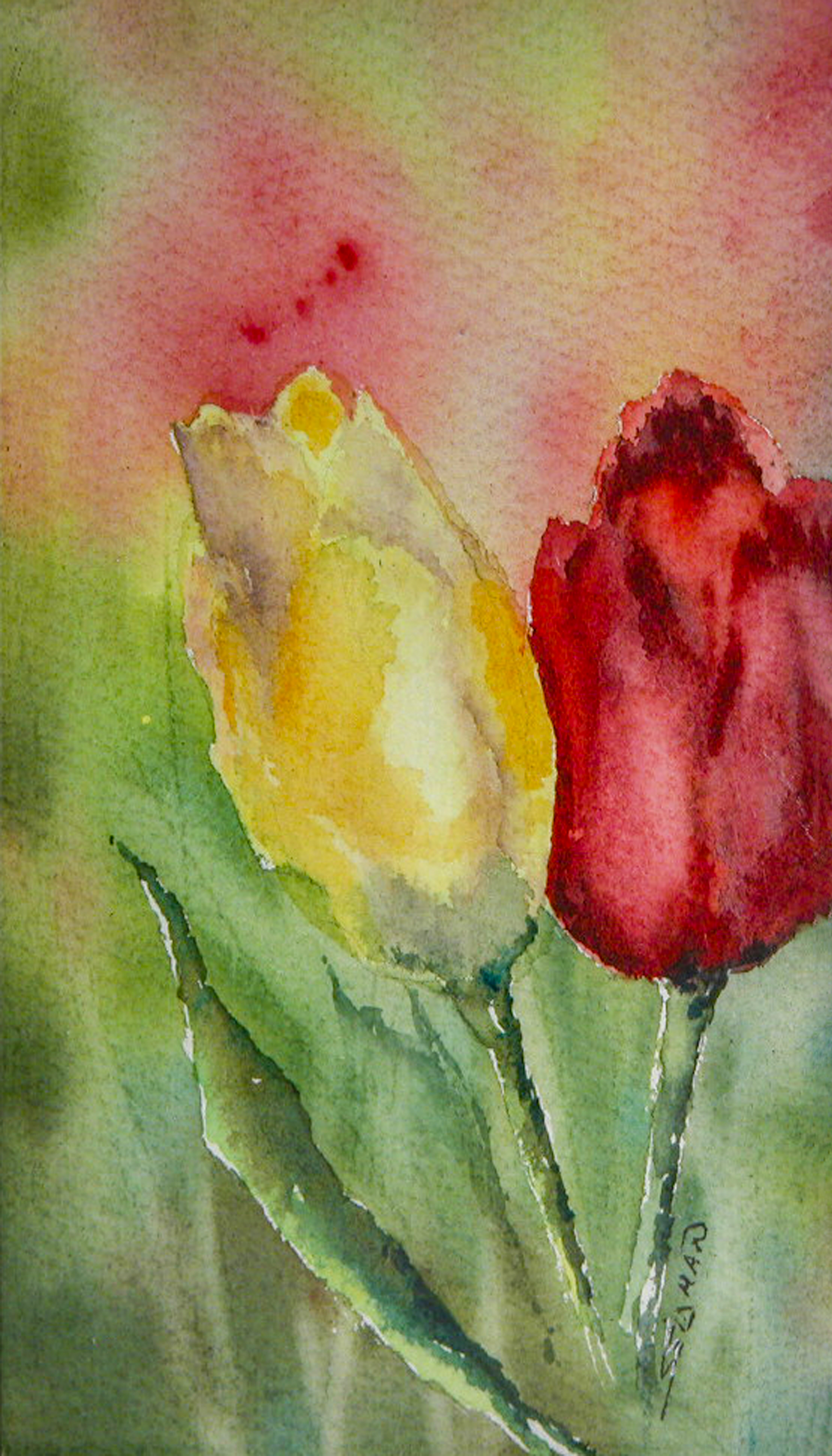 Tulips © Susan Seidman
