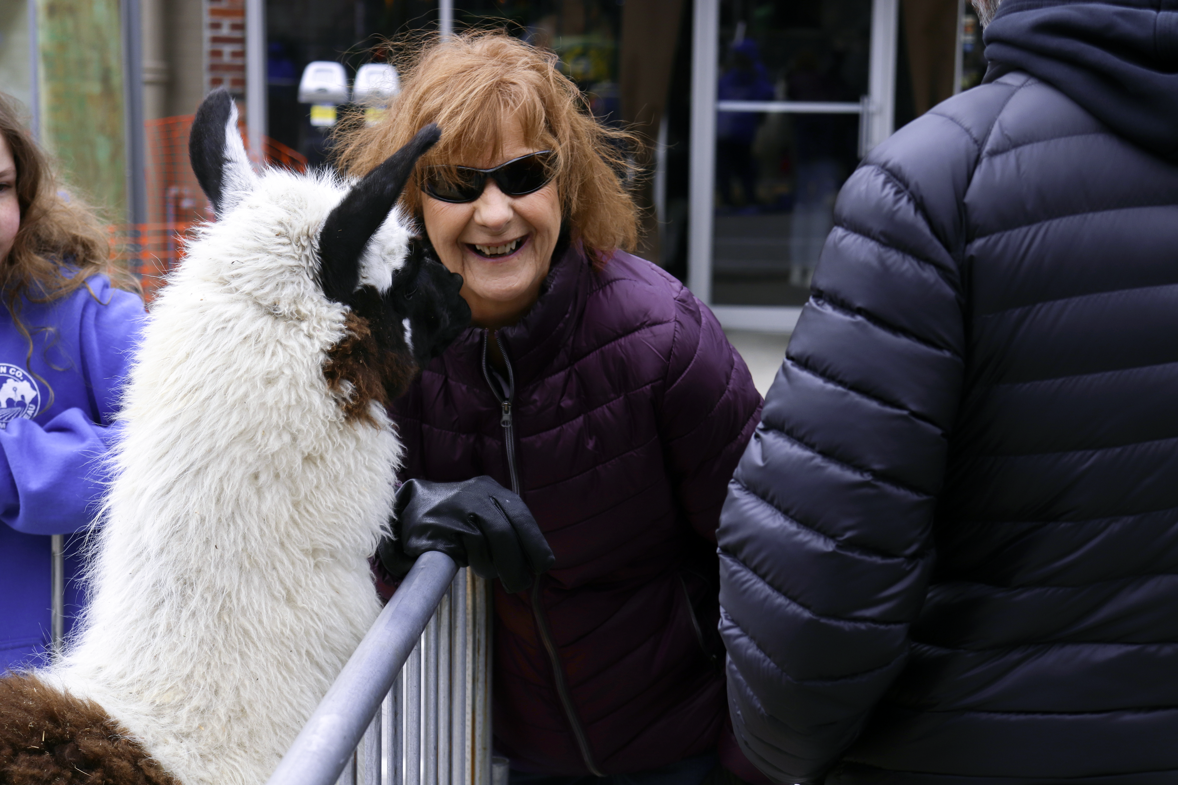 Petting Alpaca