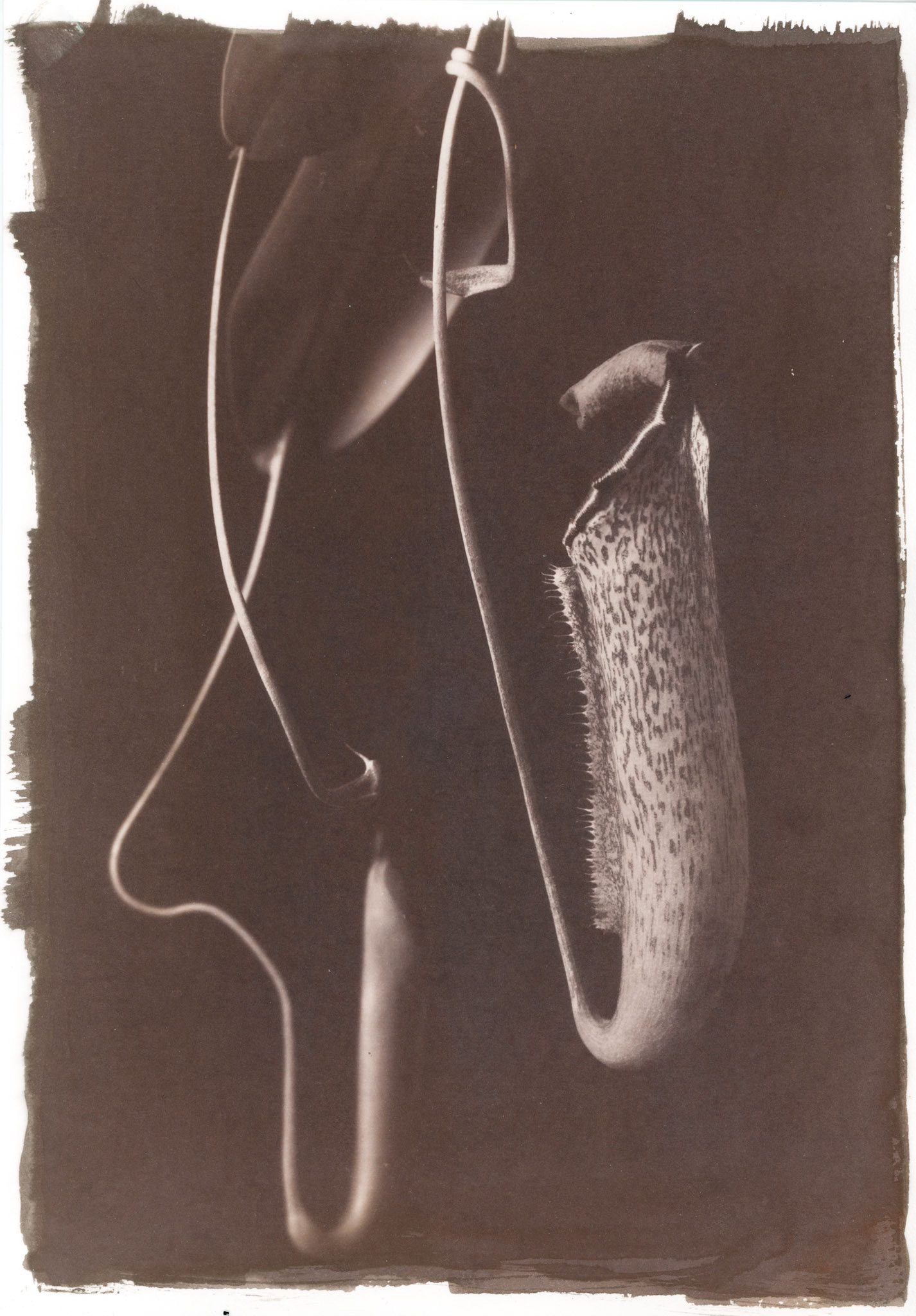 van dyke brown print