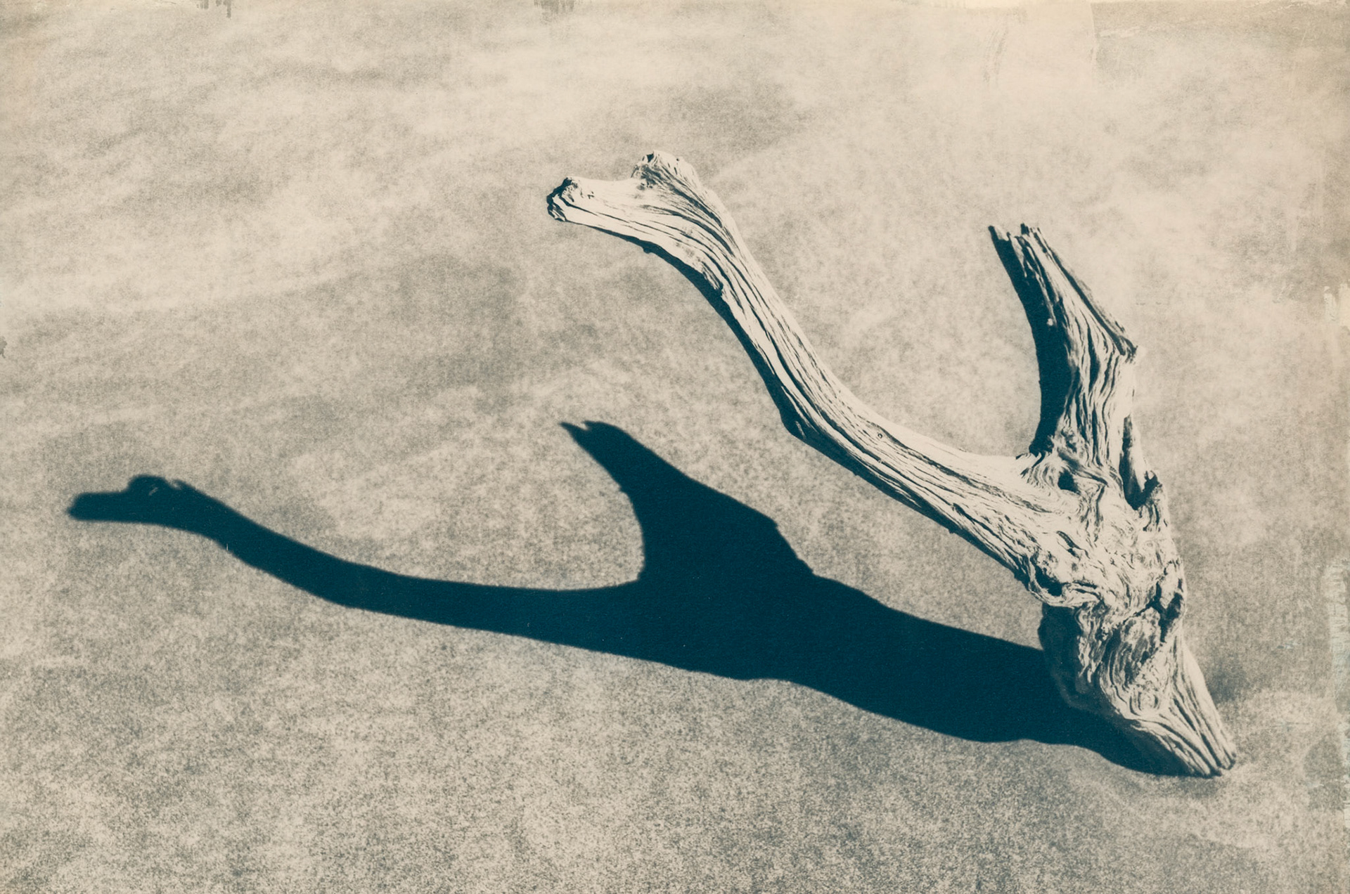 coffee toned cyanotype