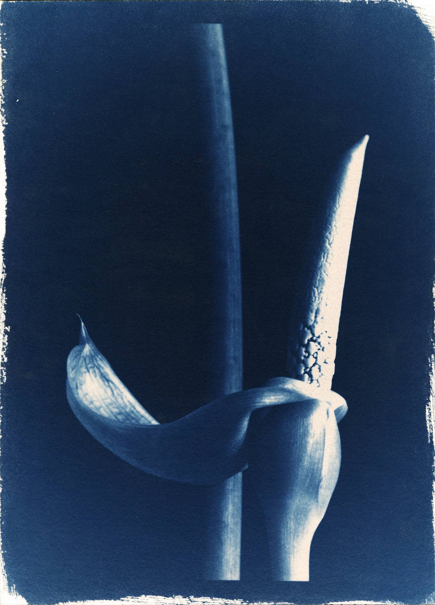 cyanotype