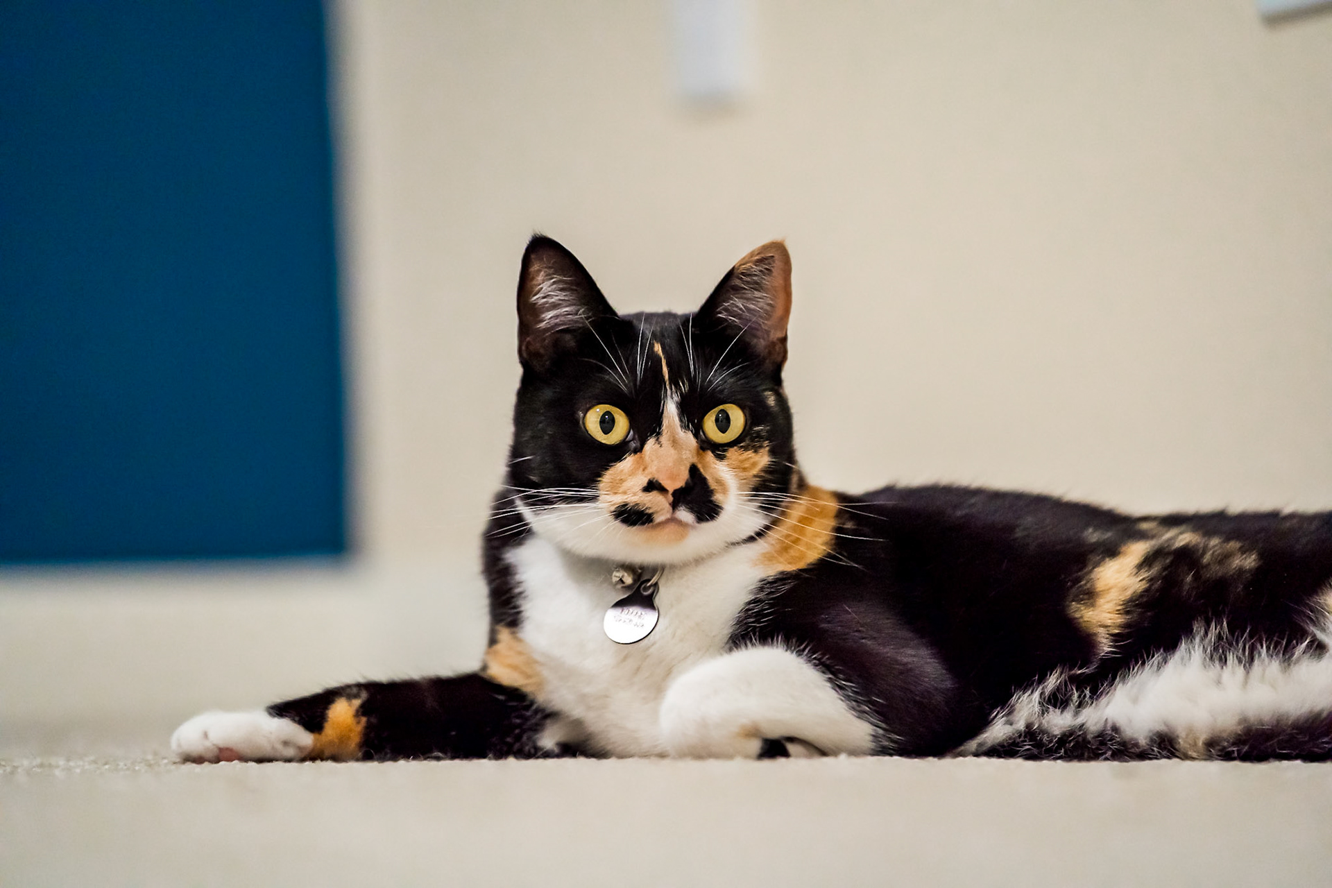 Fun cat portrait session in Denver Colorado