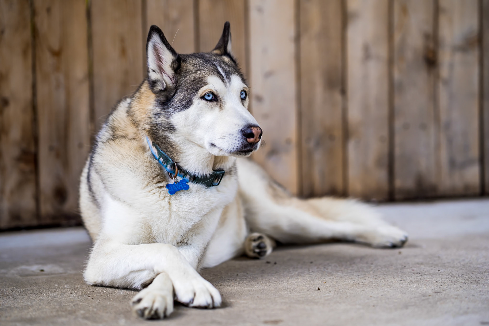 Bold, vibrant pet portraits in Denver Colorado by Bonnie Photo