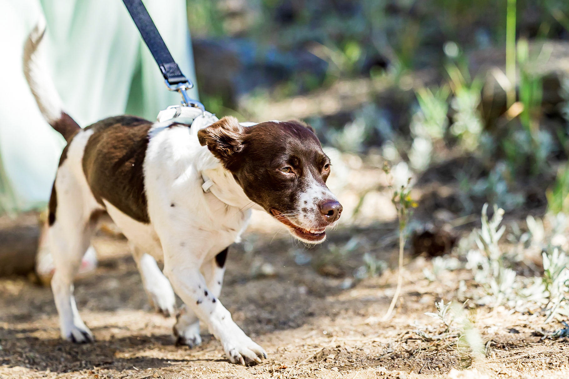Colorful, bright, and fun wedding with a dog ring bearer at the Chief Hosa Lodge in Golden, CO