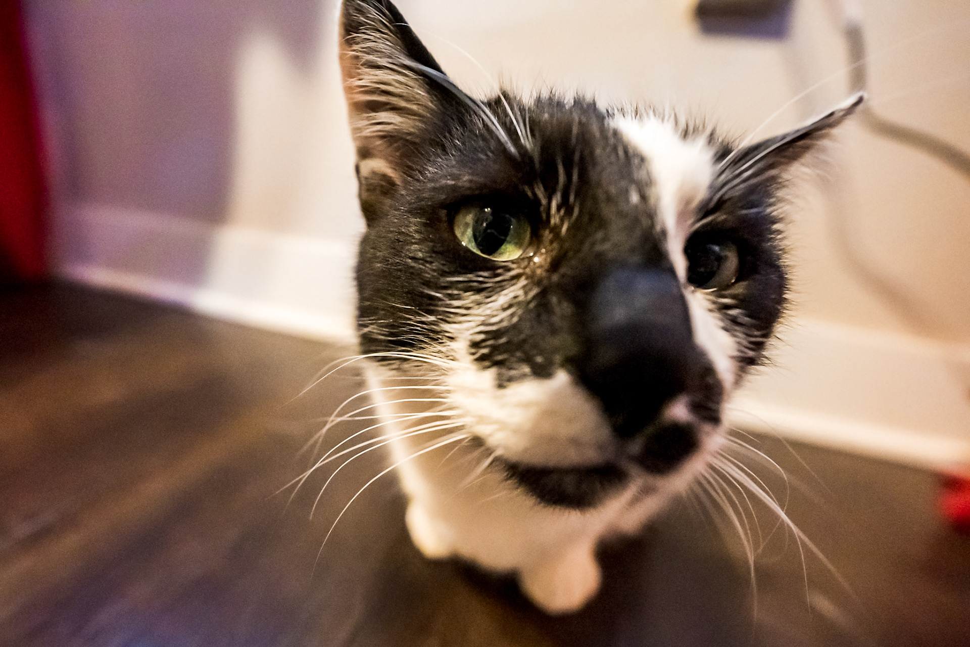Bold, vibrant pet portraits in Denver Colorado by Bonnie Photo