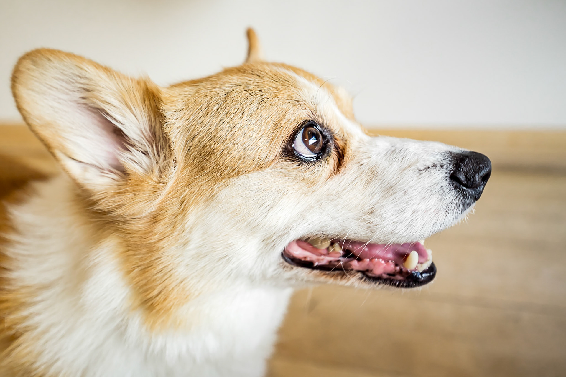 Colorful wedding at the Rembrandt Yard in Boulder, Colorado. Corgi ring bearer.