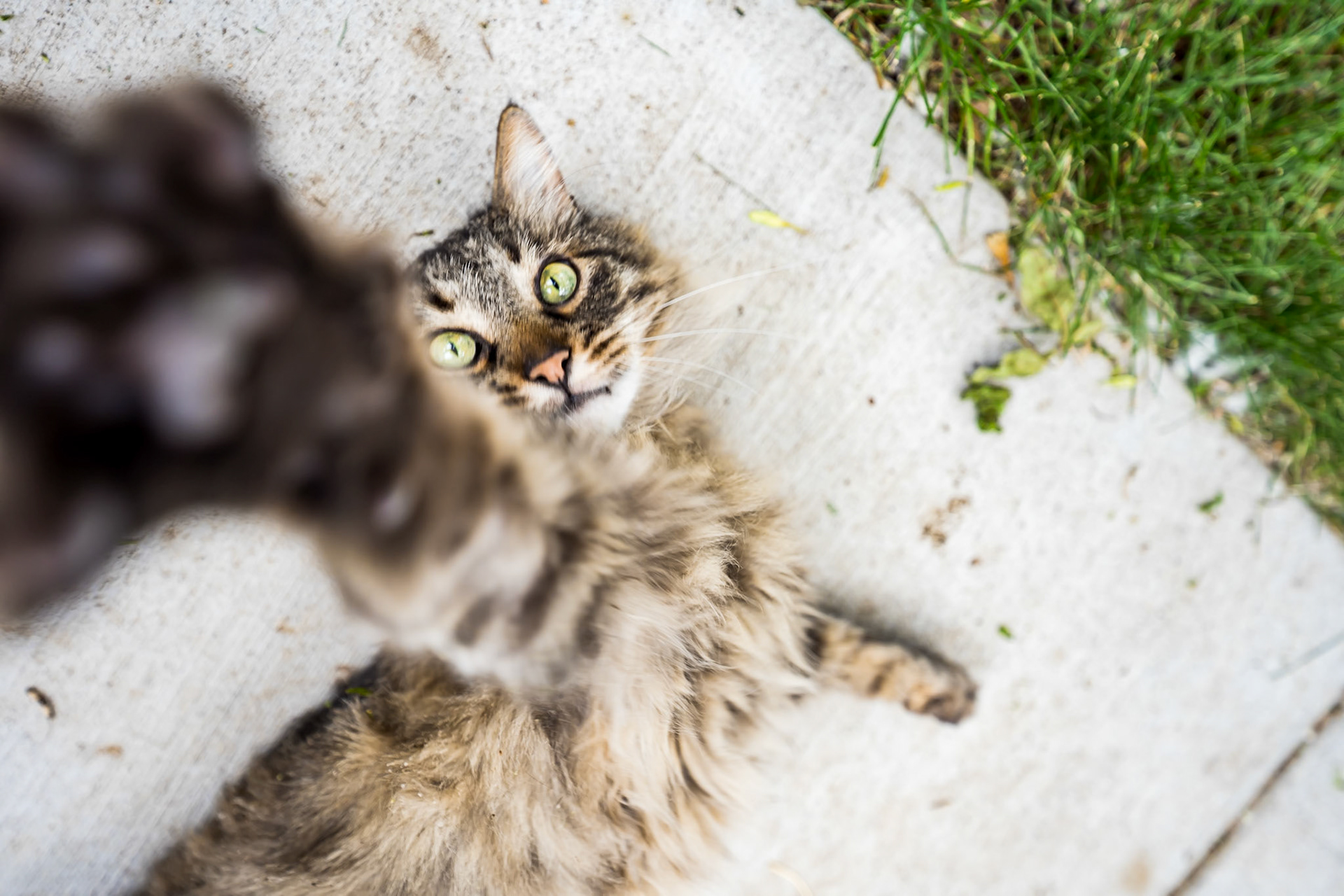 Bold, vibrant pet portraits in Denver Colorado by Bonnie Photo