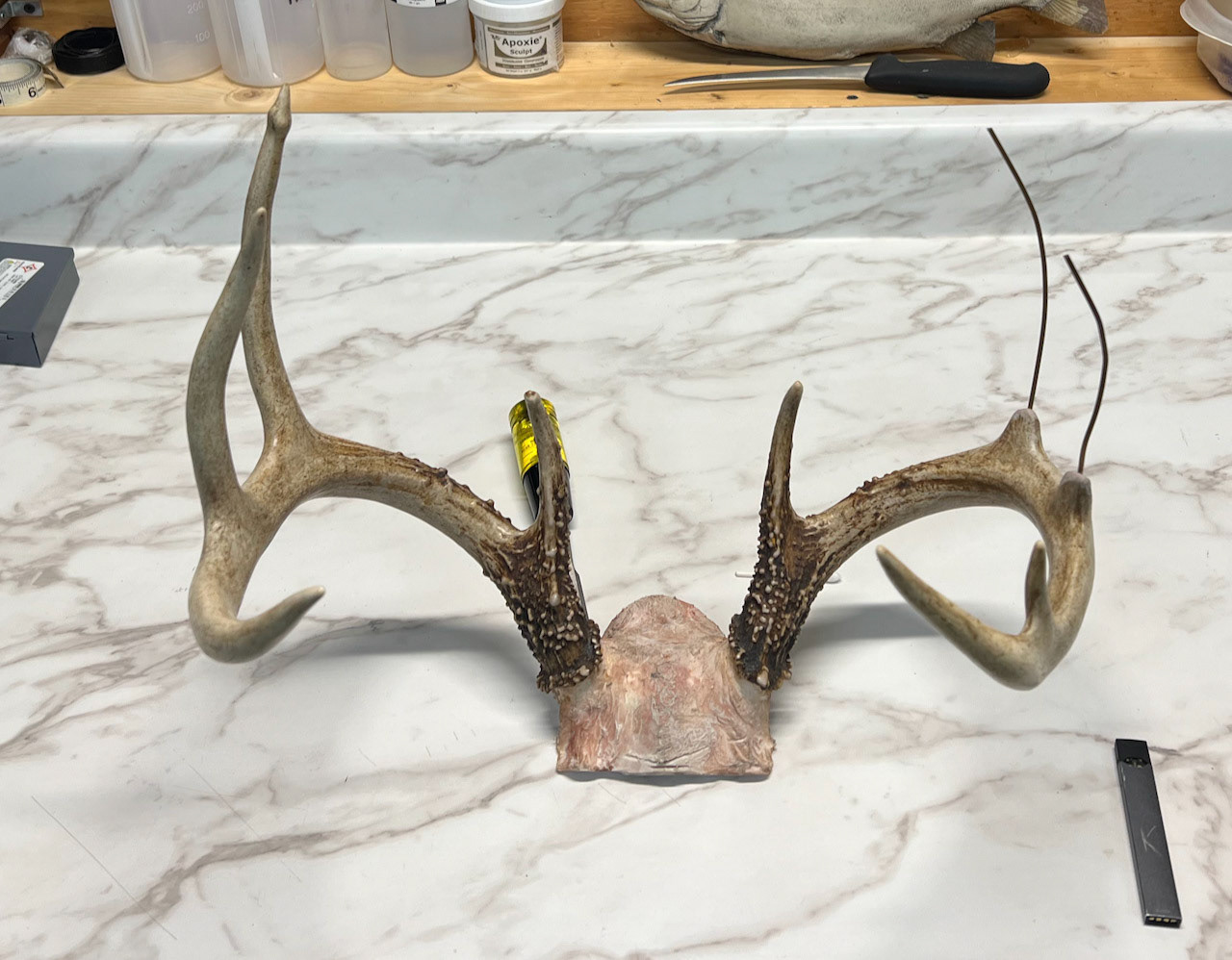 Rebuilding from Game Cam Pic