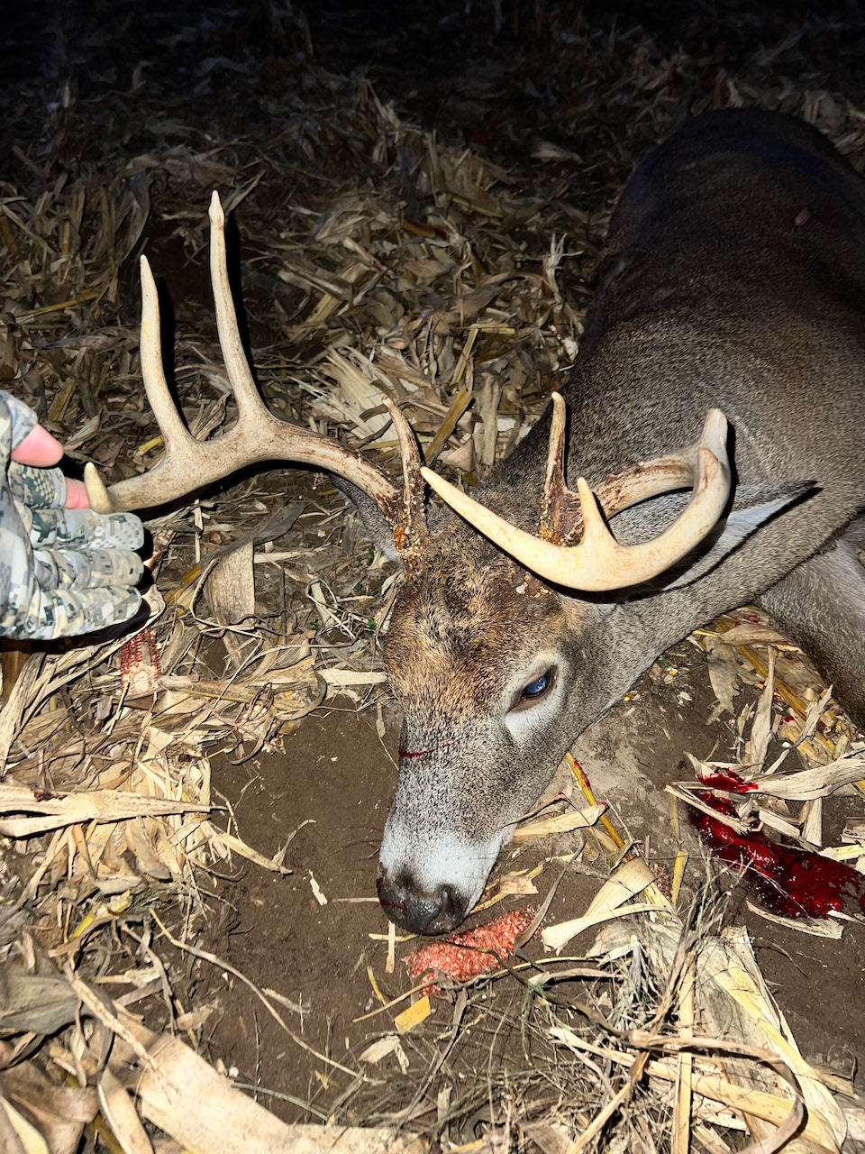 Busted from fighting