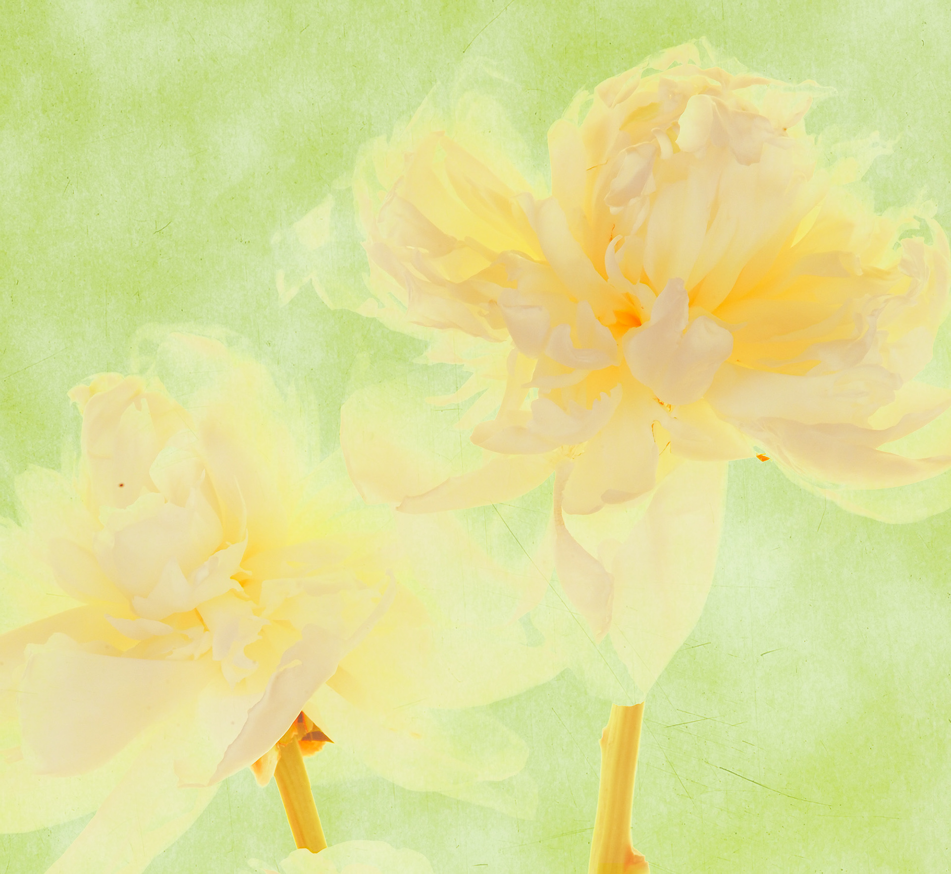 Peony #2