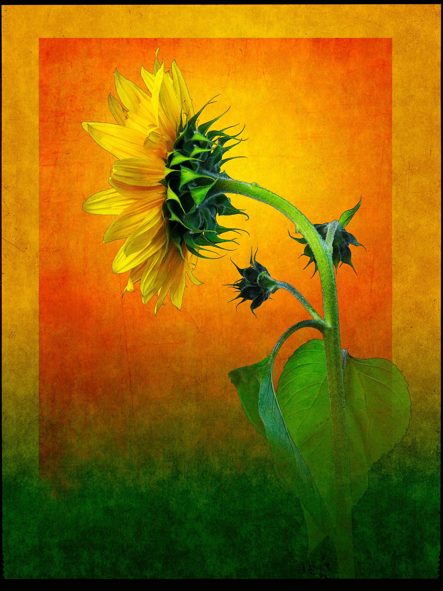Sunflower Profile