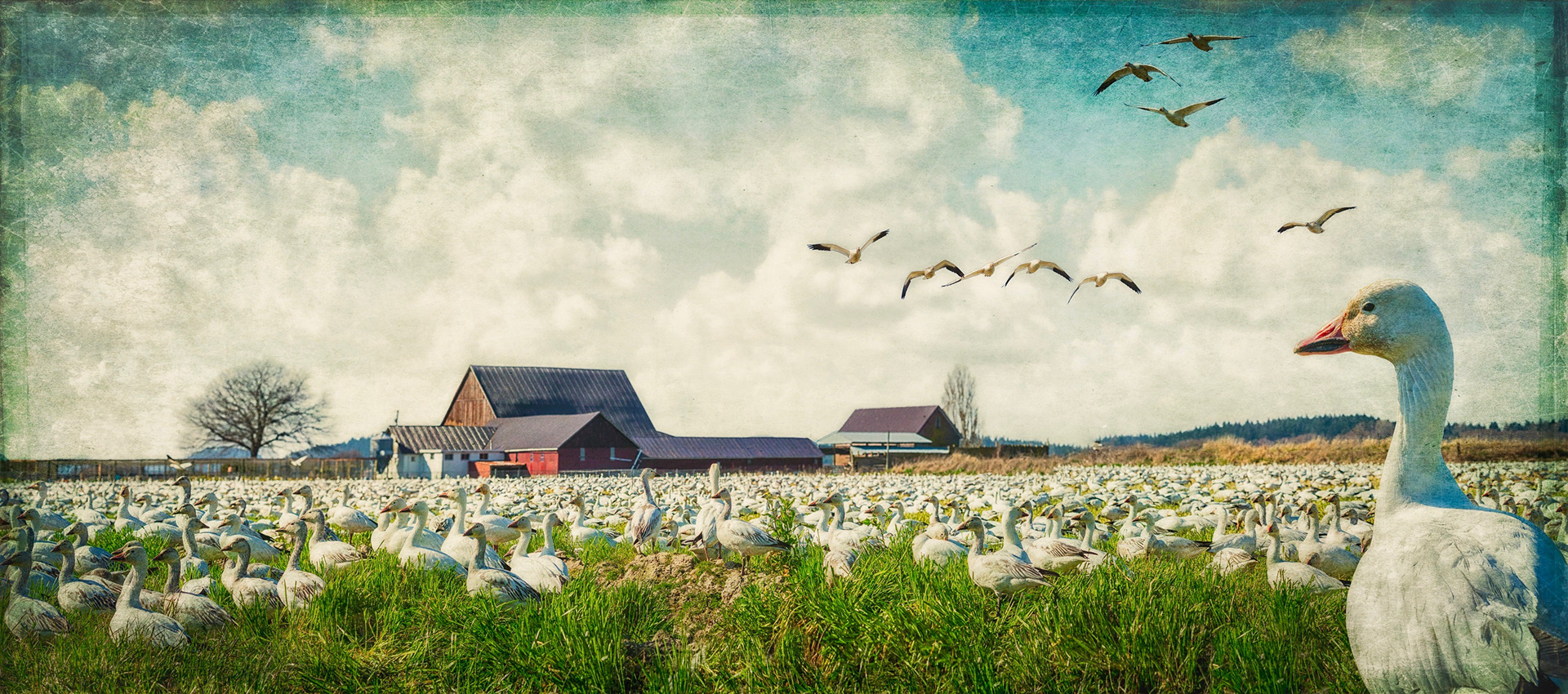 Skagit Valley Gathering