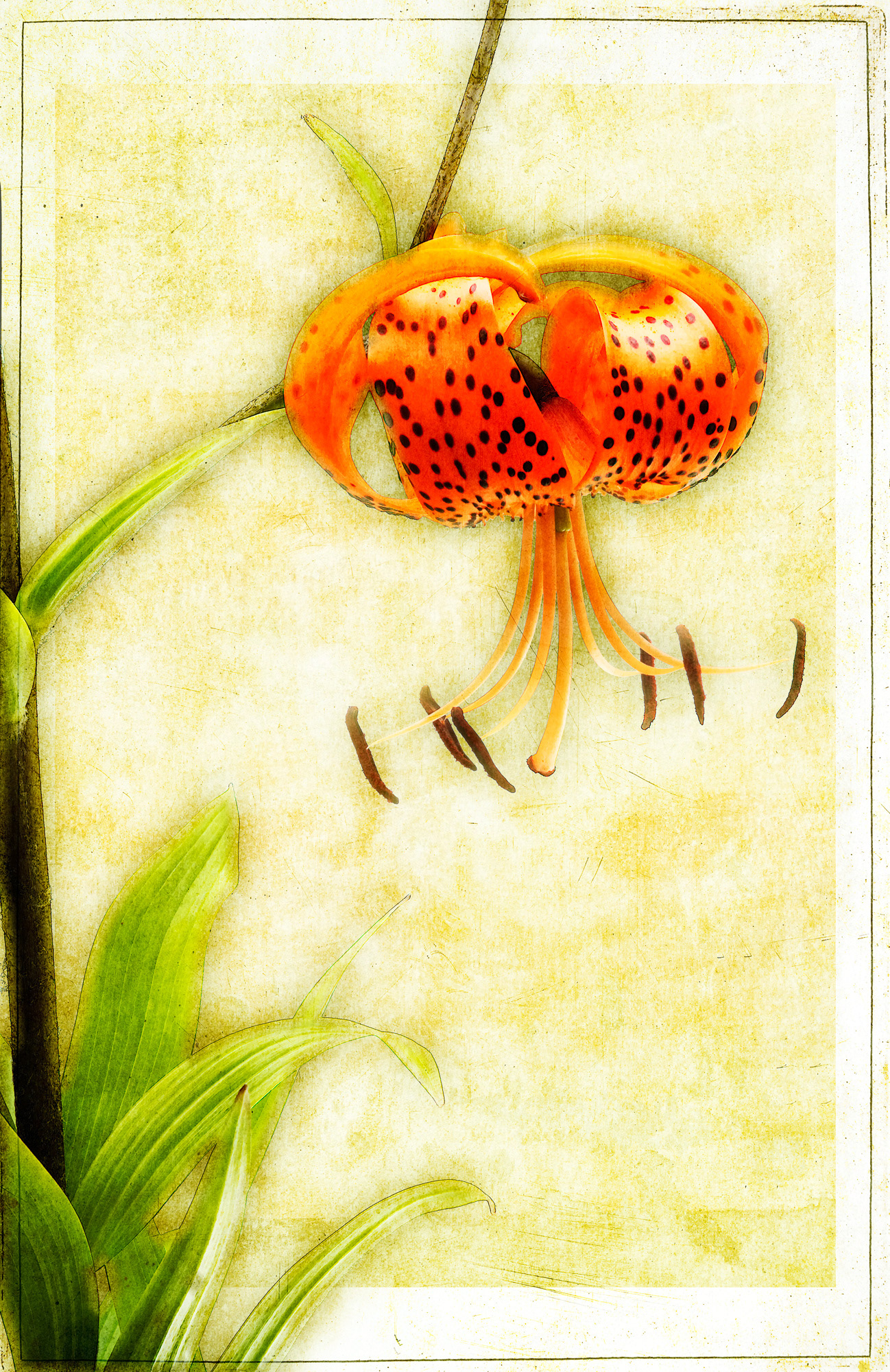 Tiger Lily