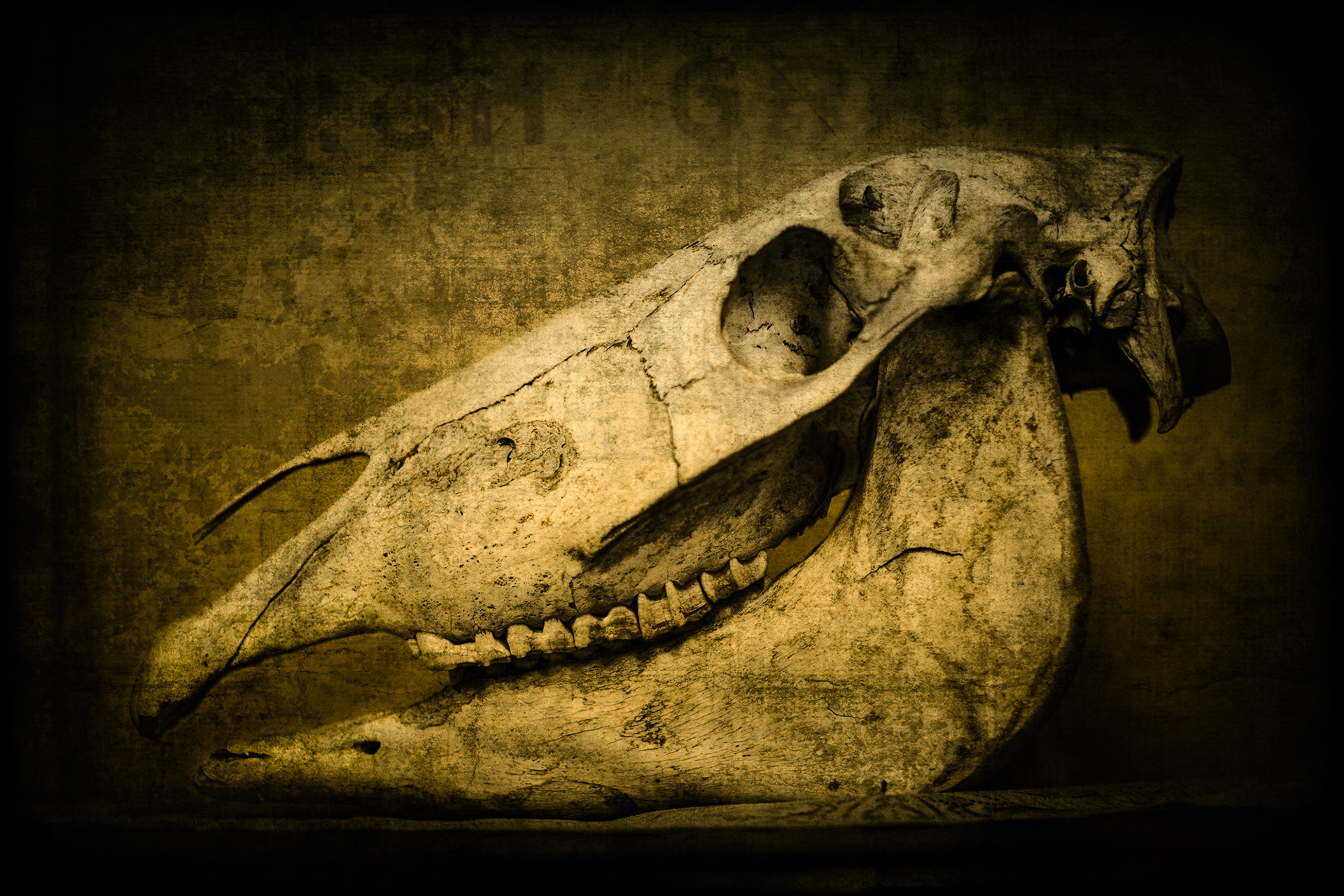 Skull Study
