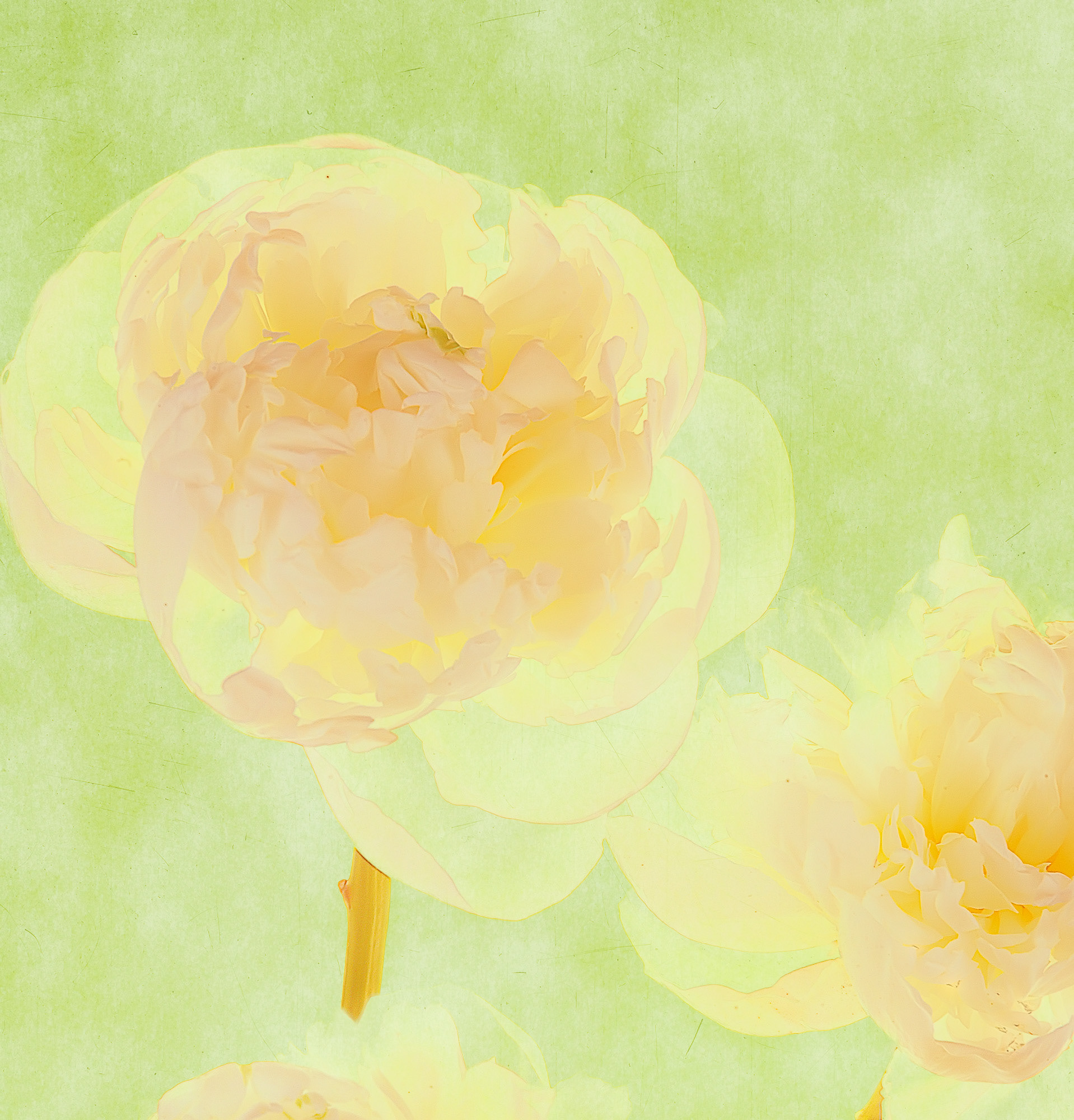 Peony #1
