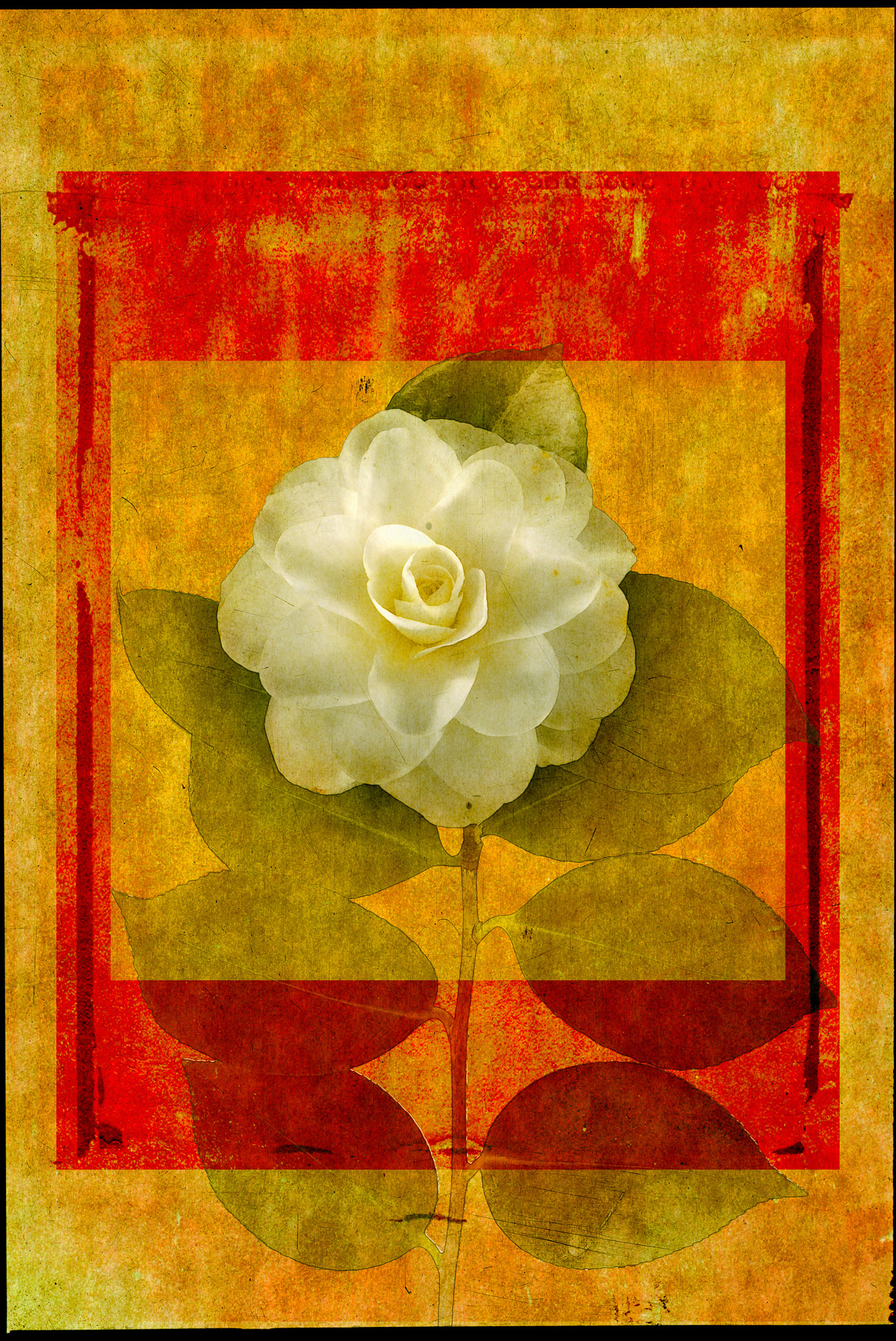Camellia