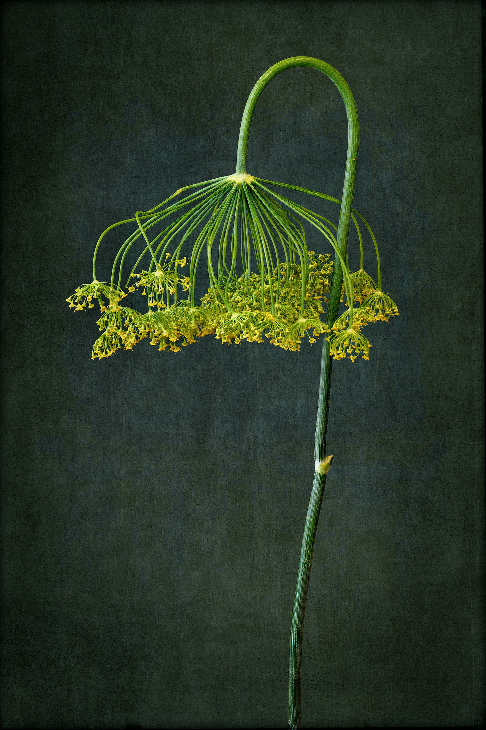 Delicate Dill Declining