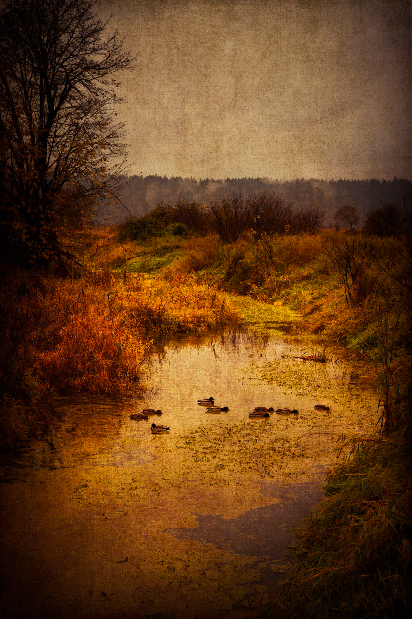 Fall Feeding Grounds