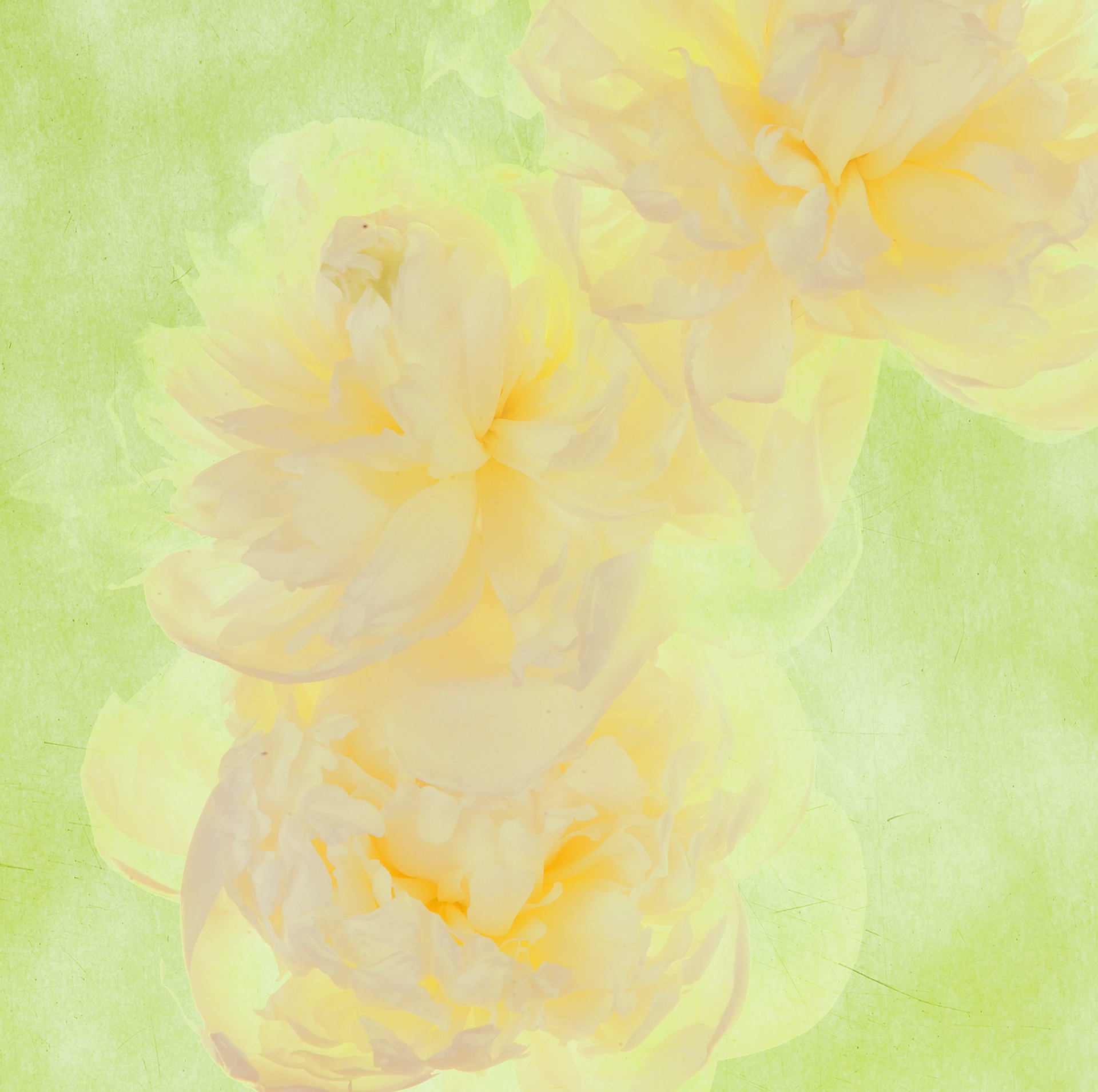 Peony #3