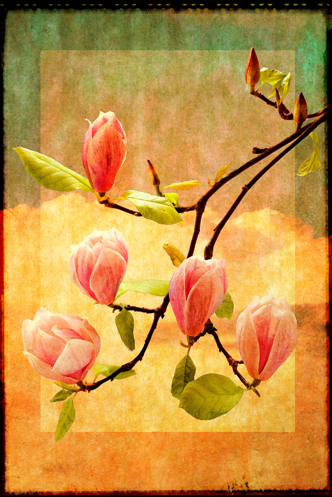 Magnolia Blossoms