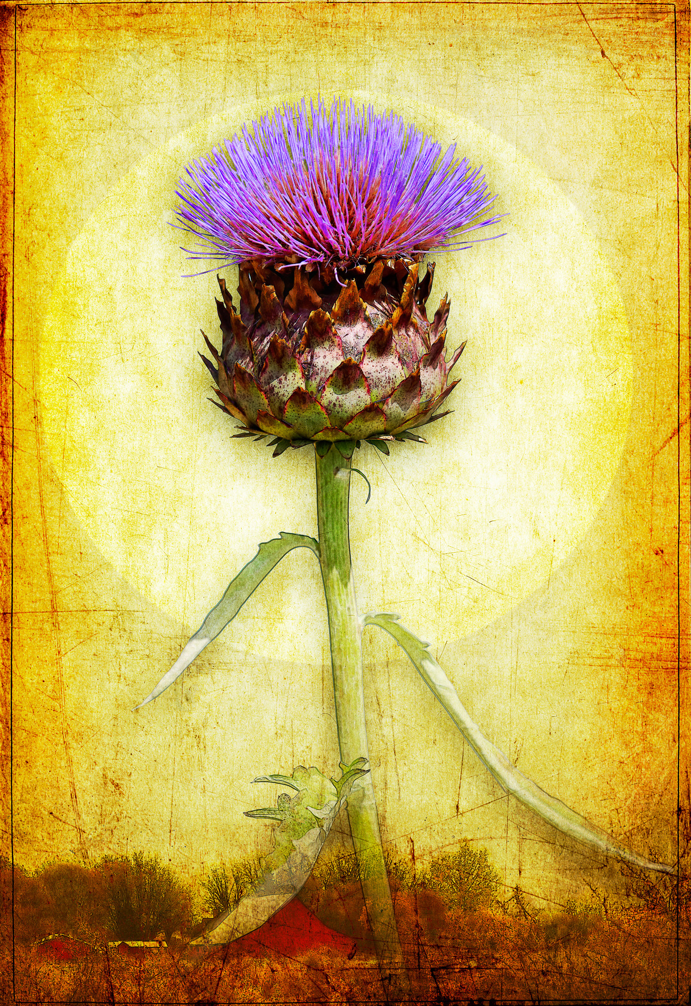 Artichoke Blossom